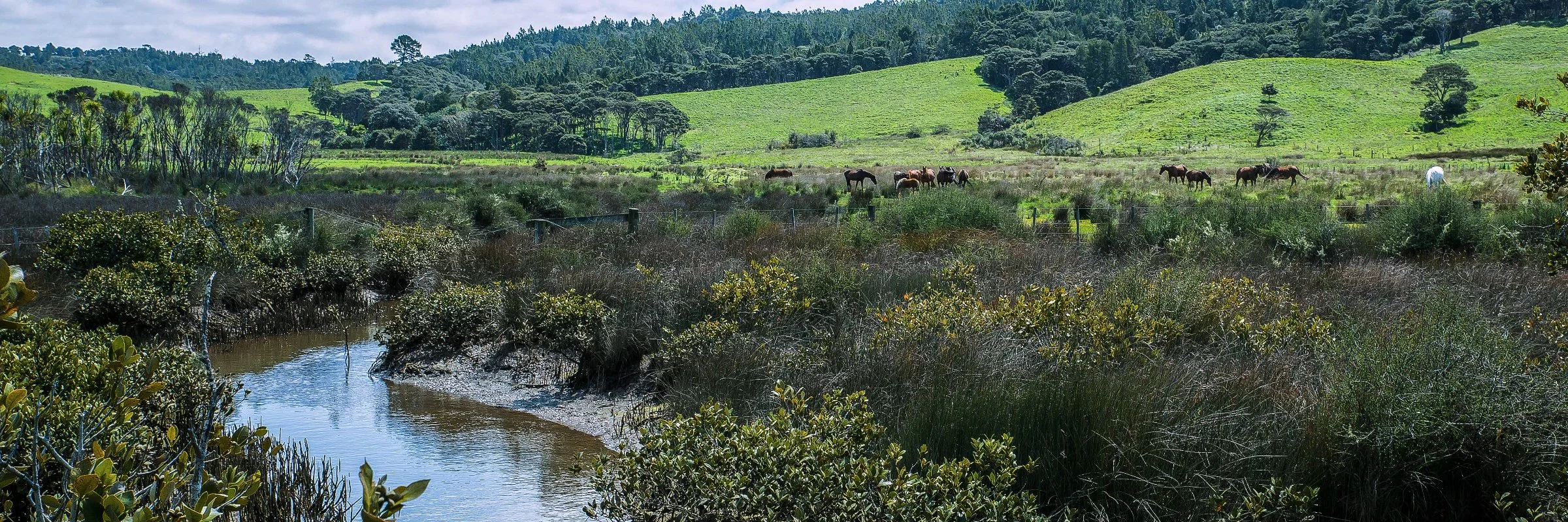 Hatfields Beach,d-044.jpg