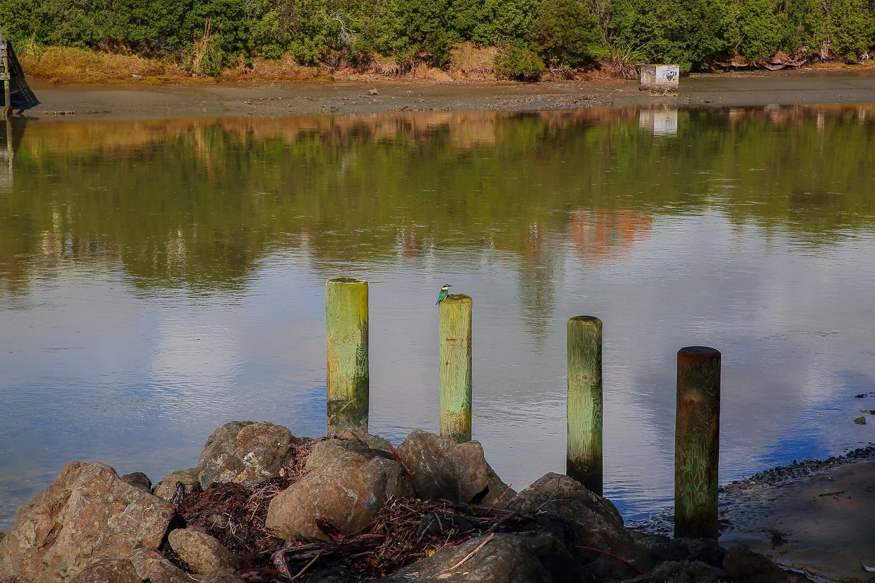 Orewa Estuary,d-040.jpg