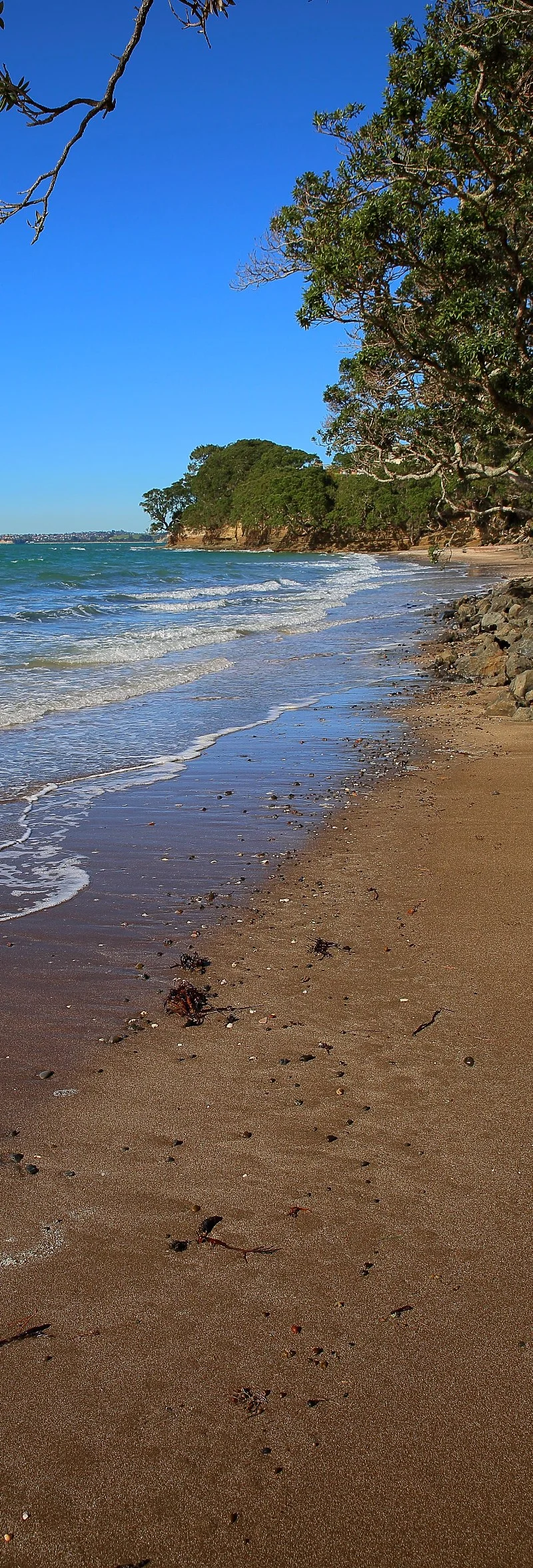 Little Manly,d012,-.jpg