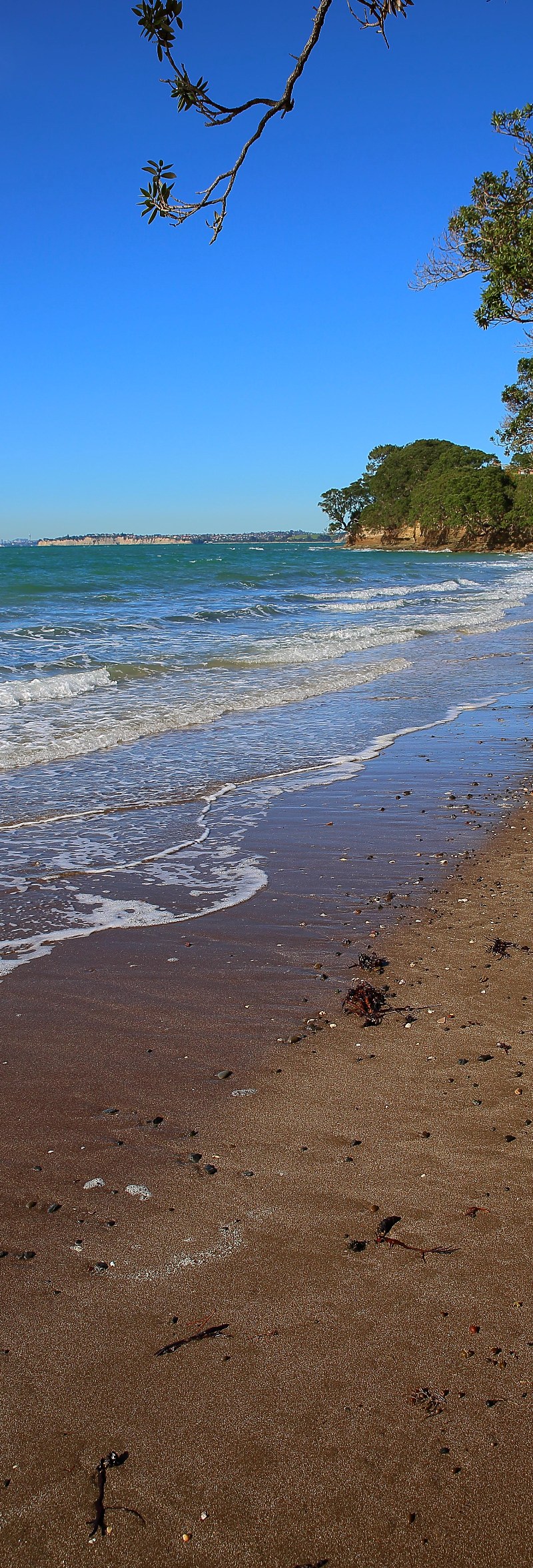 Little Manly,d012b,-.jpg