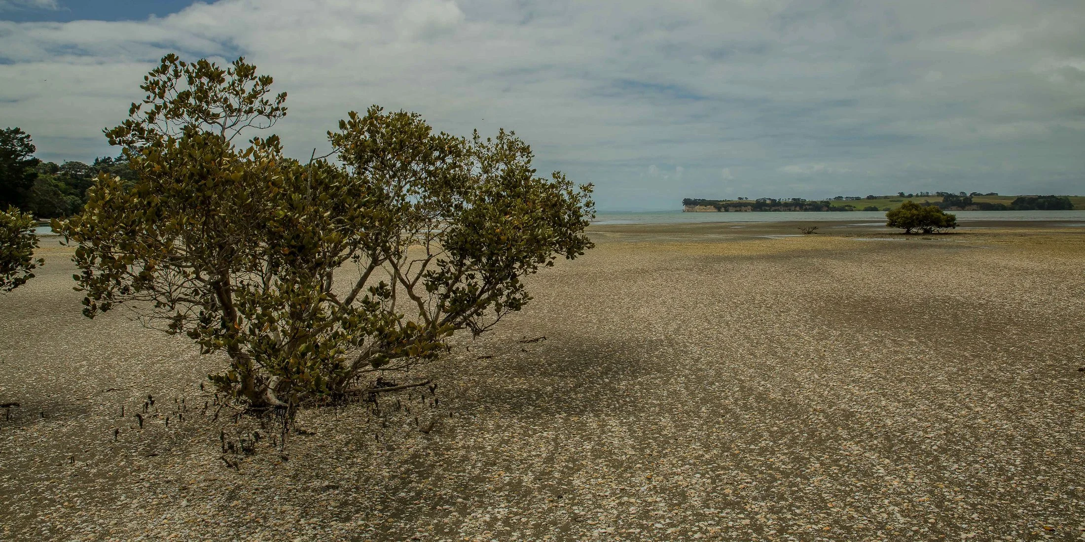 Weiti River,d-166.jpg