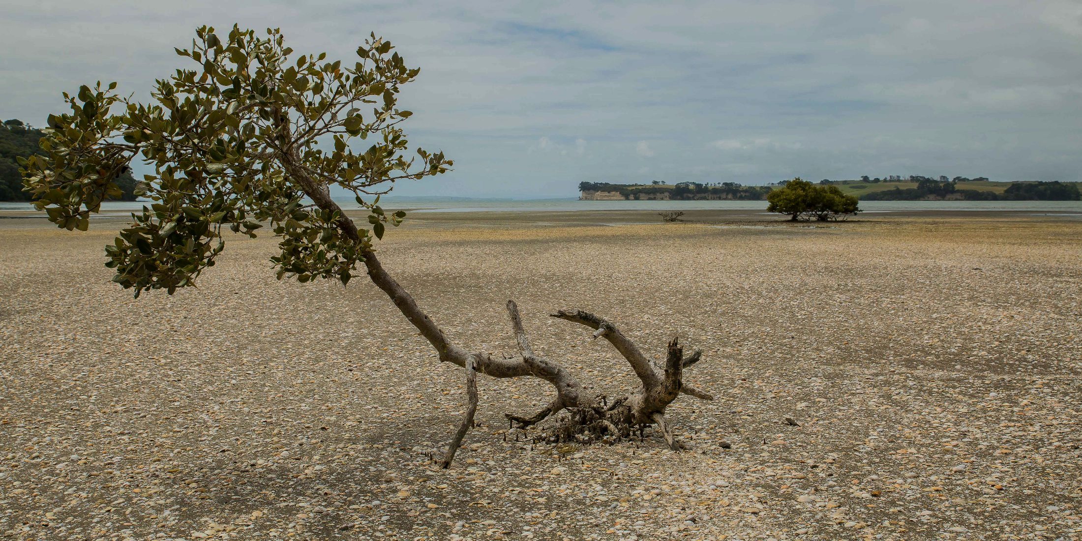 Weiti River,d-167.jpg