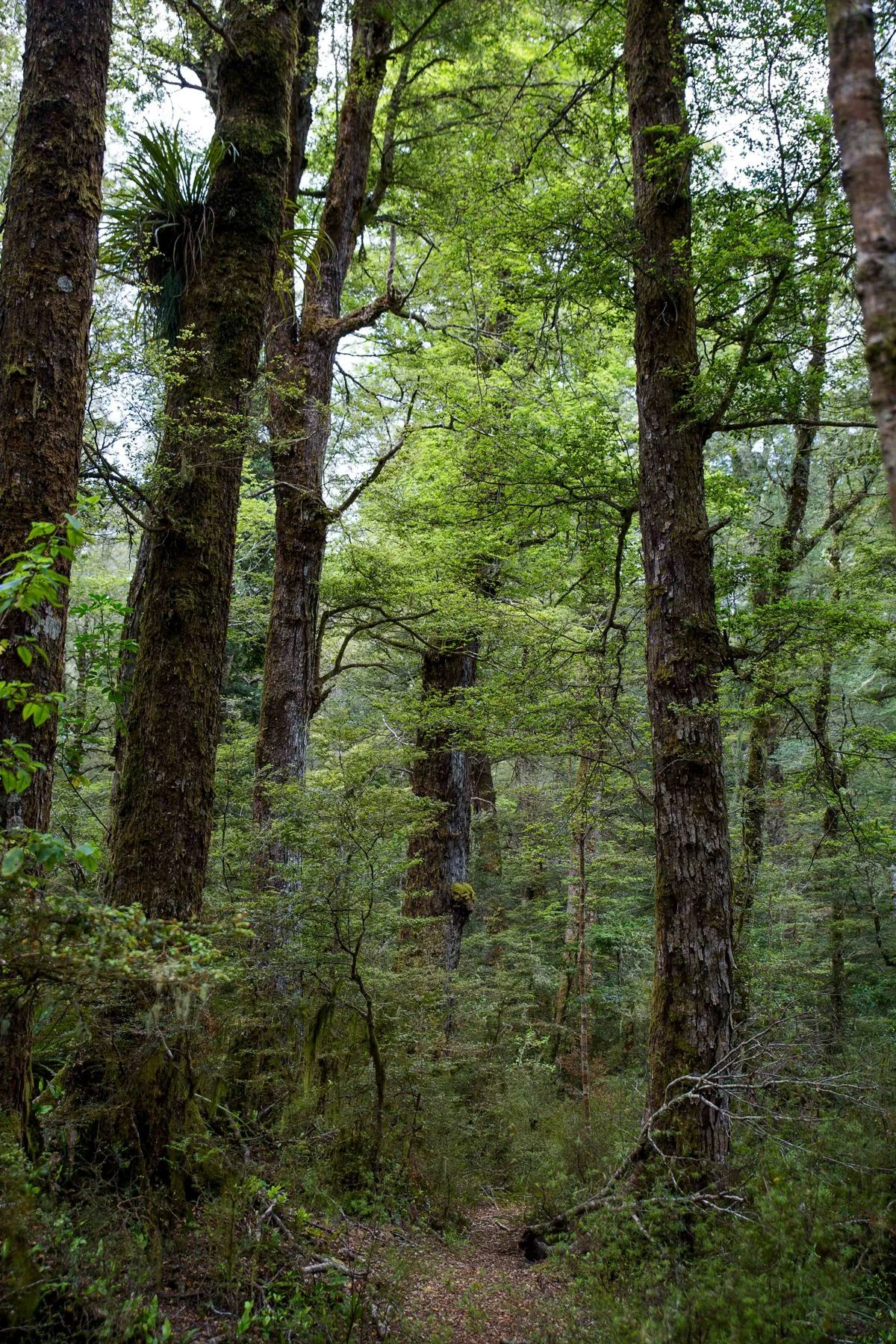 Lake Rotokura,d-561.jpg