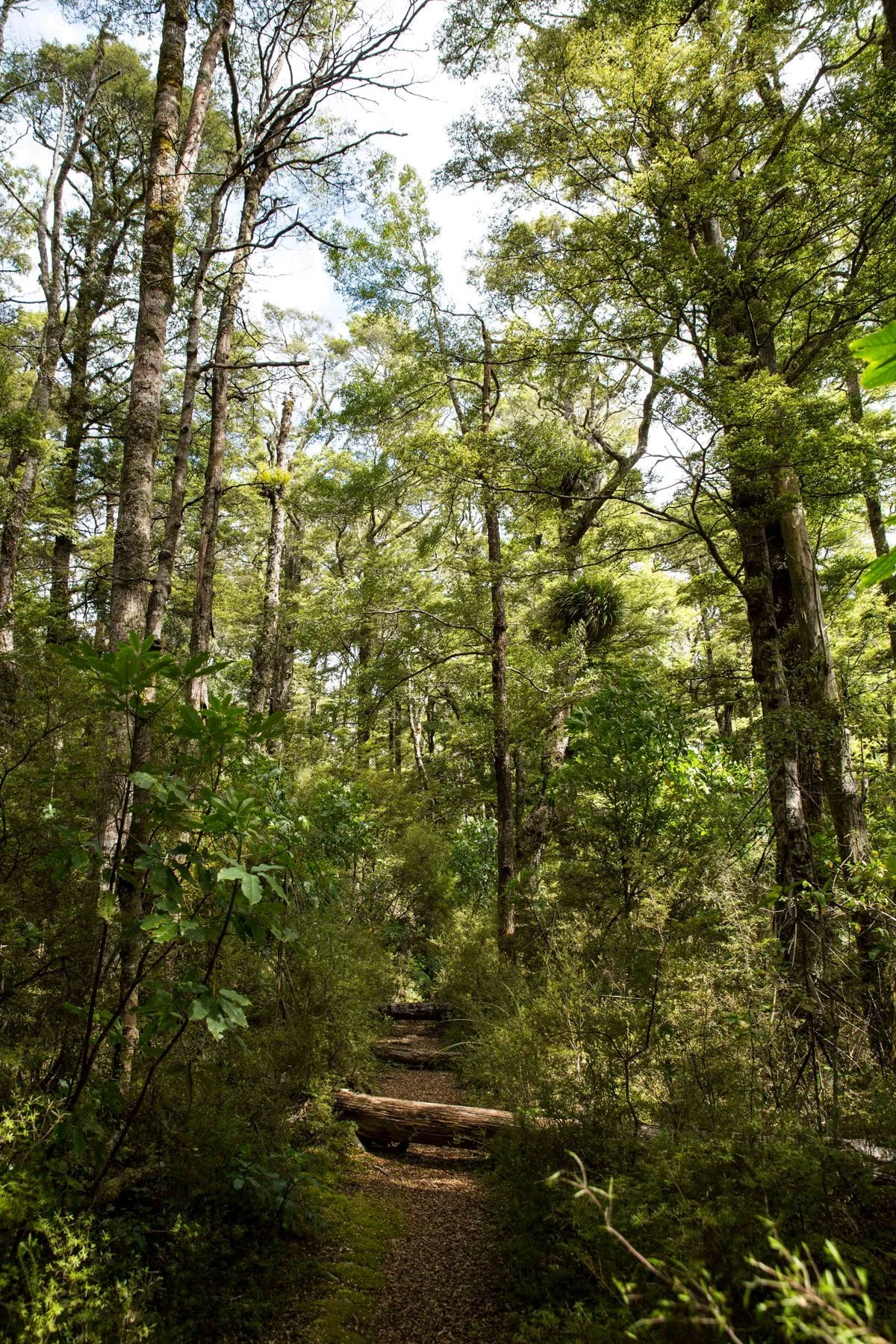Lake Rotokura,d-568.jpg