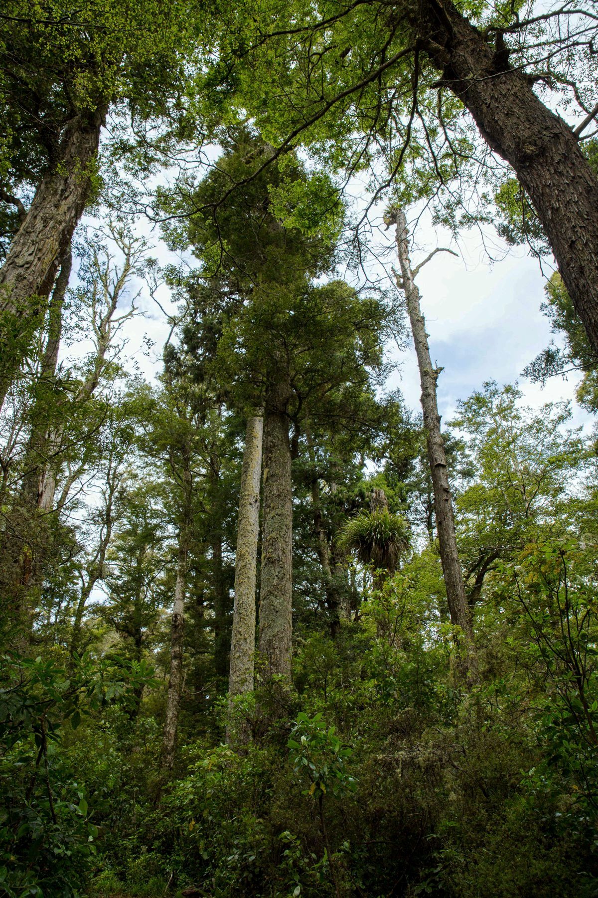 Lake Rotokura,d-572.jpg