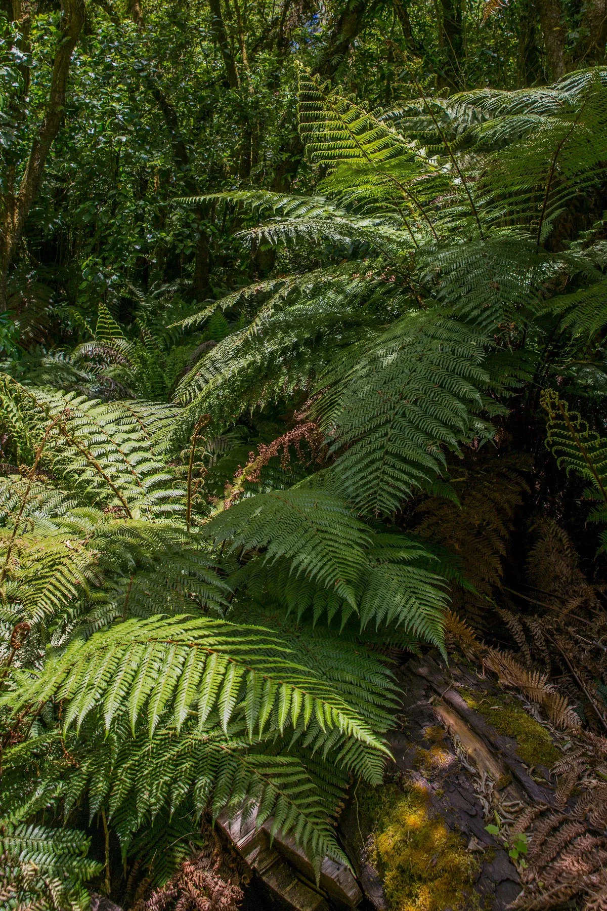 Opepe Bush Walk,d-869.jpg