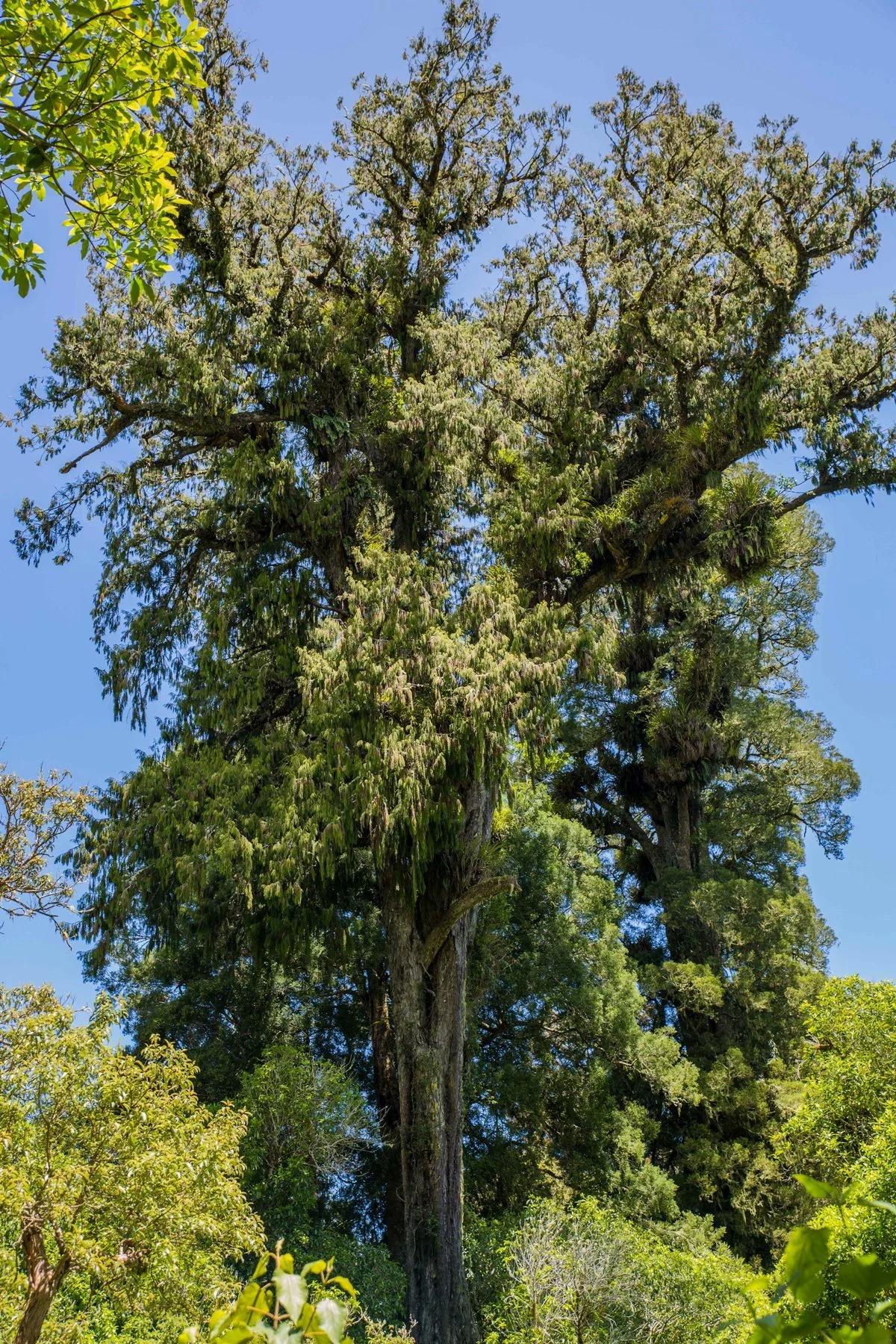 Opepe Bush Walk,d-871.jpg