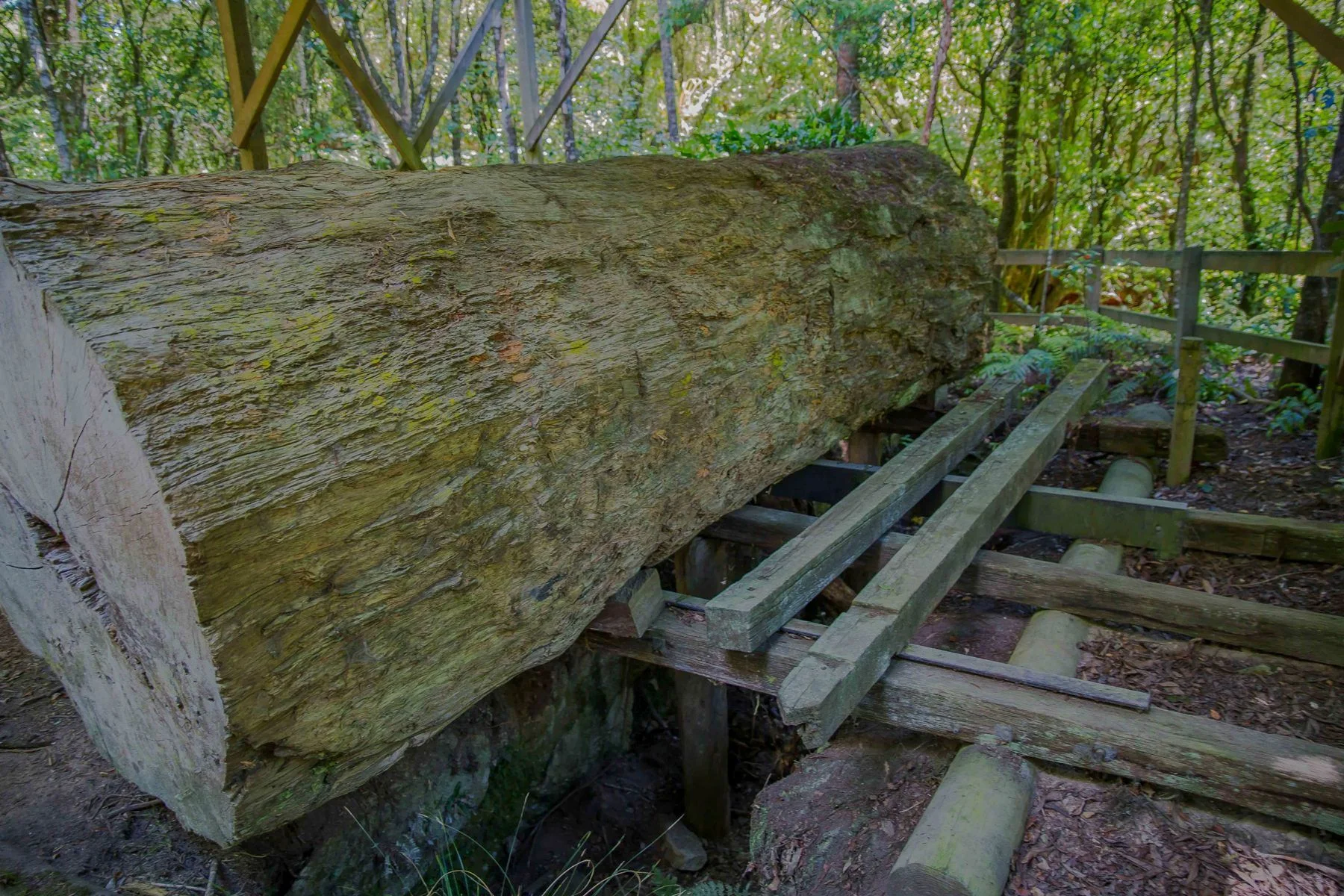 Opepe Bush Walk,d-888.jpg