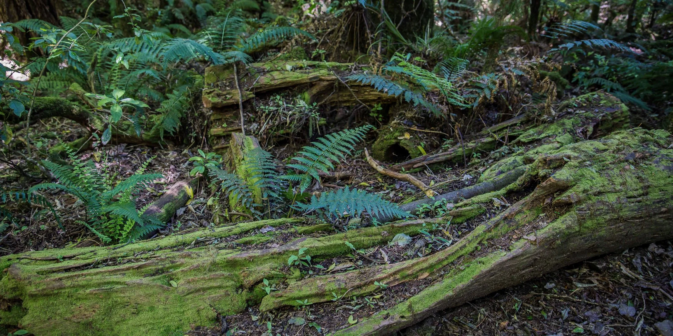 Opepe Bush Walk,d-873.jpg