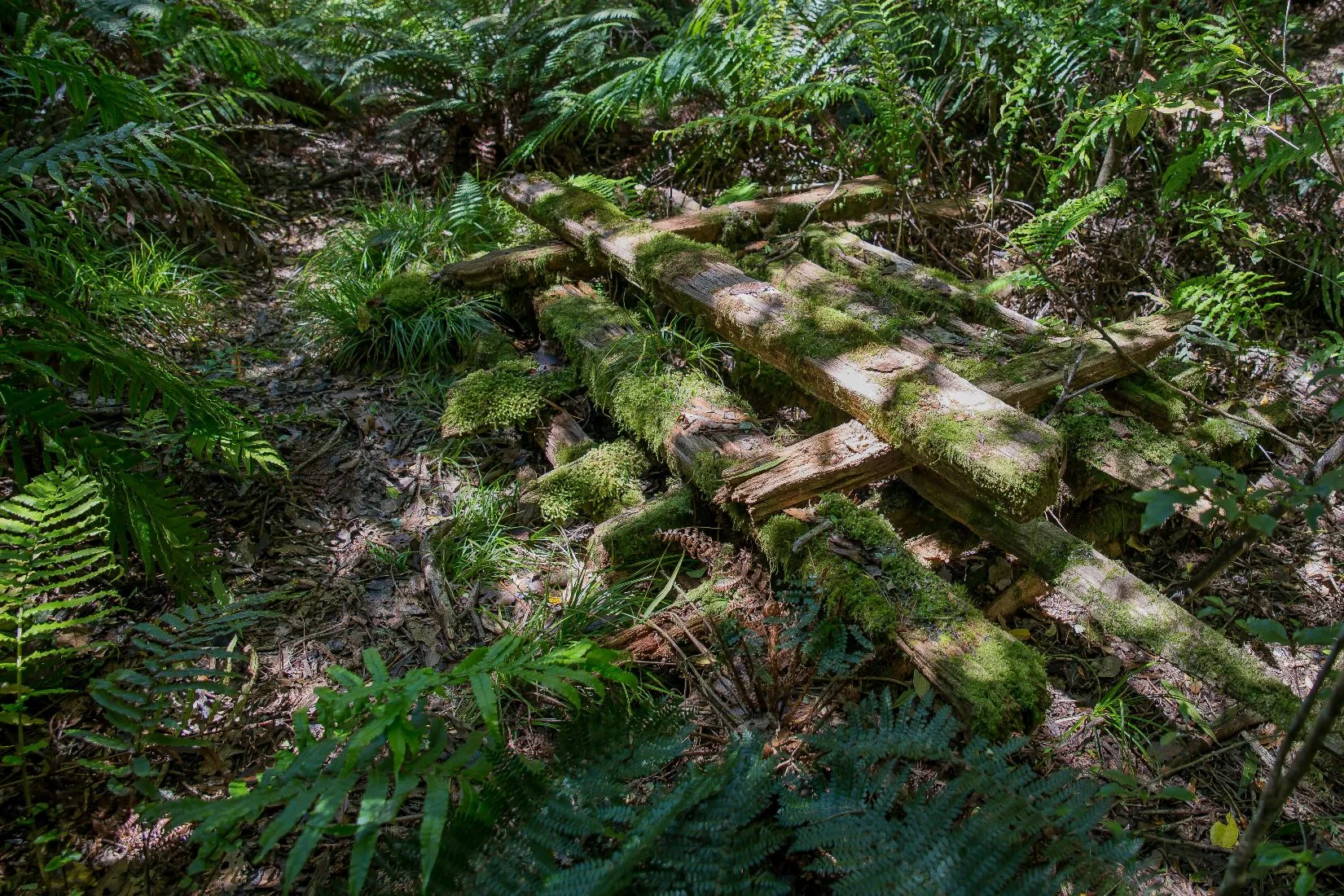 Opepe Bush Walk,d-894.jpg