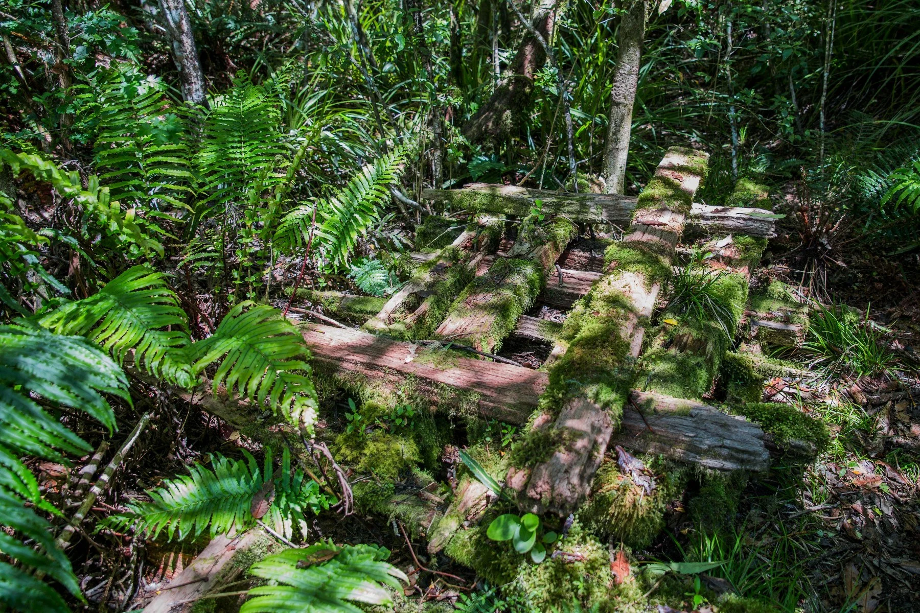 Opepe Bush Walk,d-892.jpg