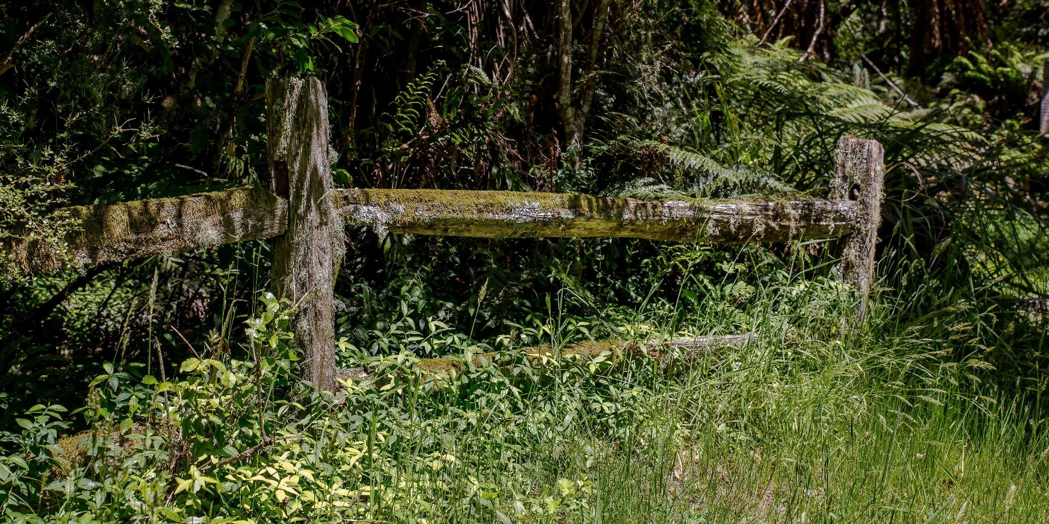 Opepe Bush Walk,d-899.jpg