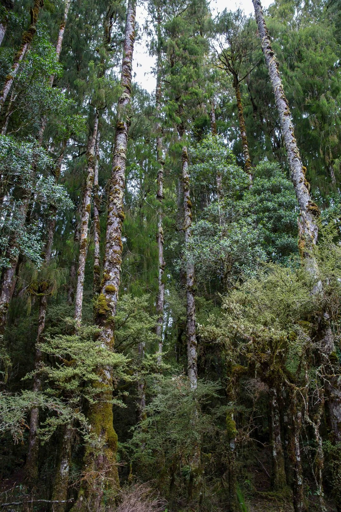 Waihora Lagoon,d-305.jpg