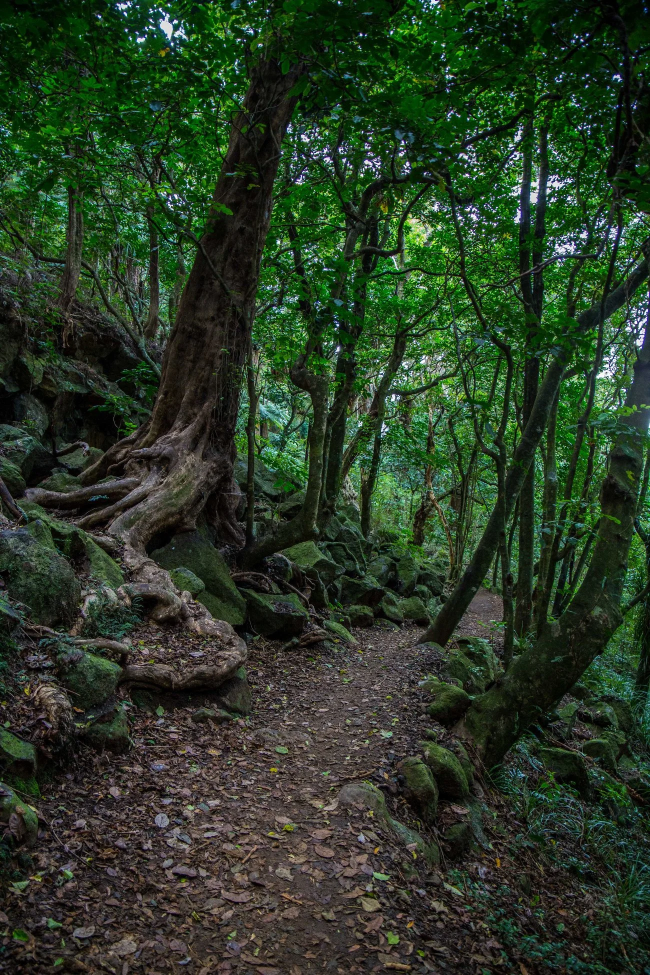 Kerikeri Basin Walkway,d-5041.jpg