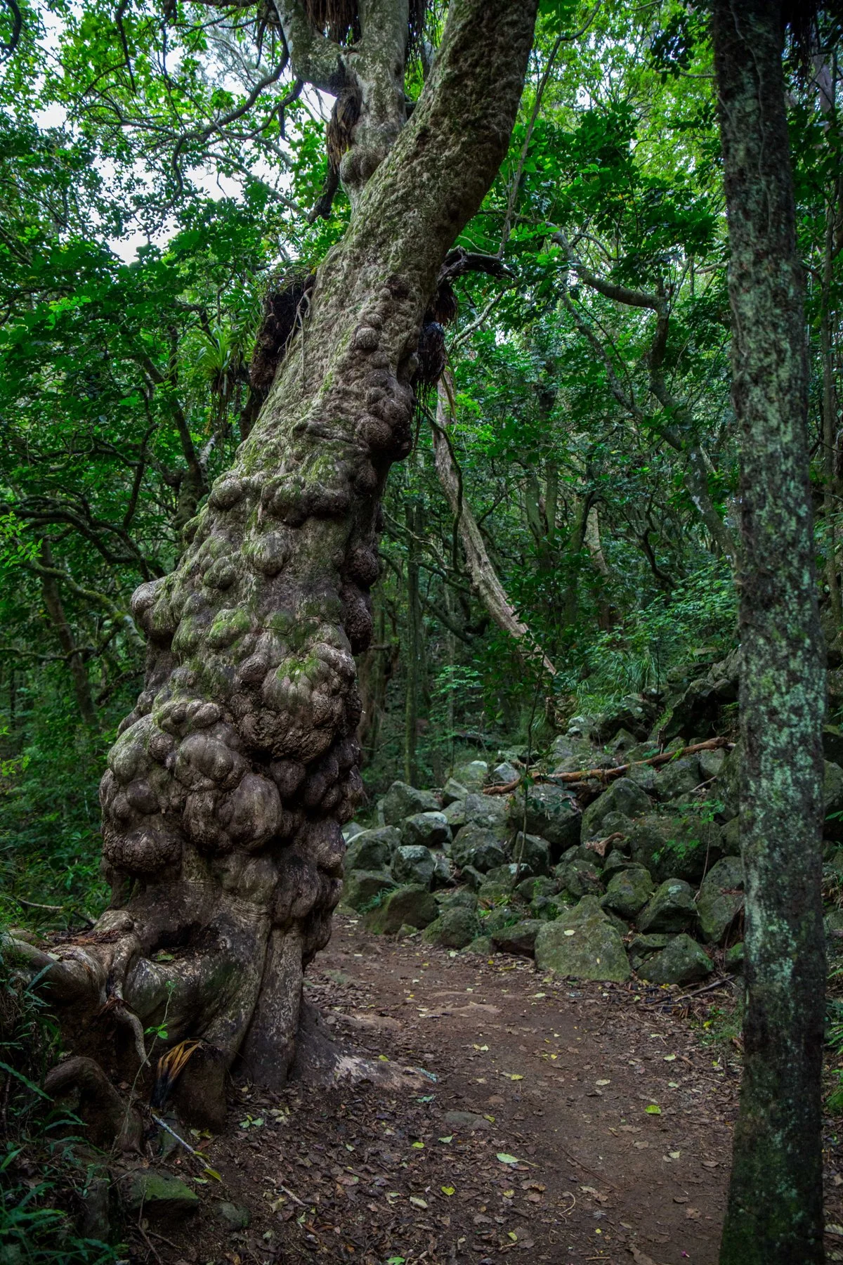 Kerikeri Basin Walkway,d-5073.jpg