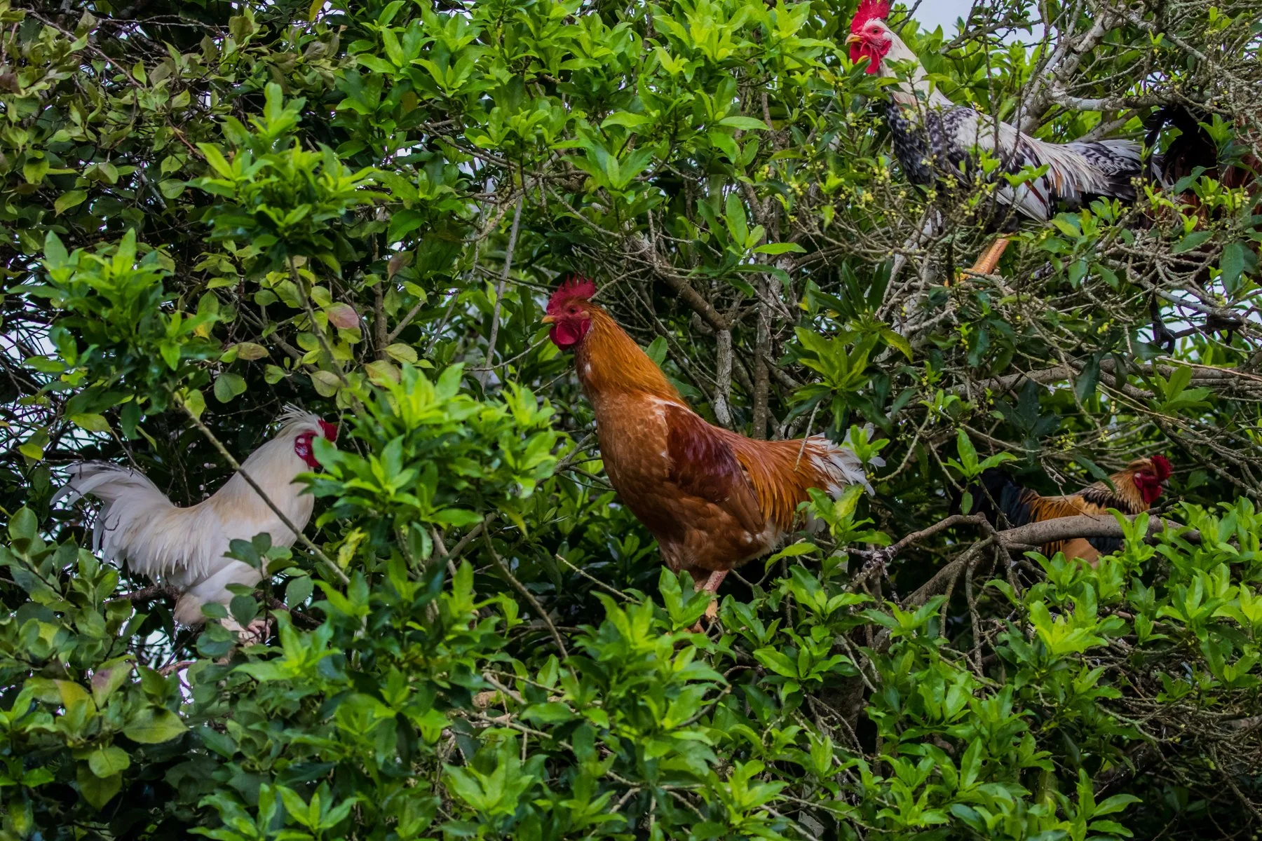Kerikeri Basin,Chooks in Trees,d-3497.jpg