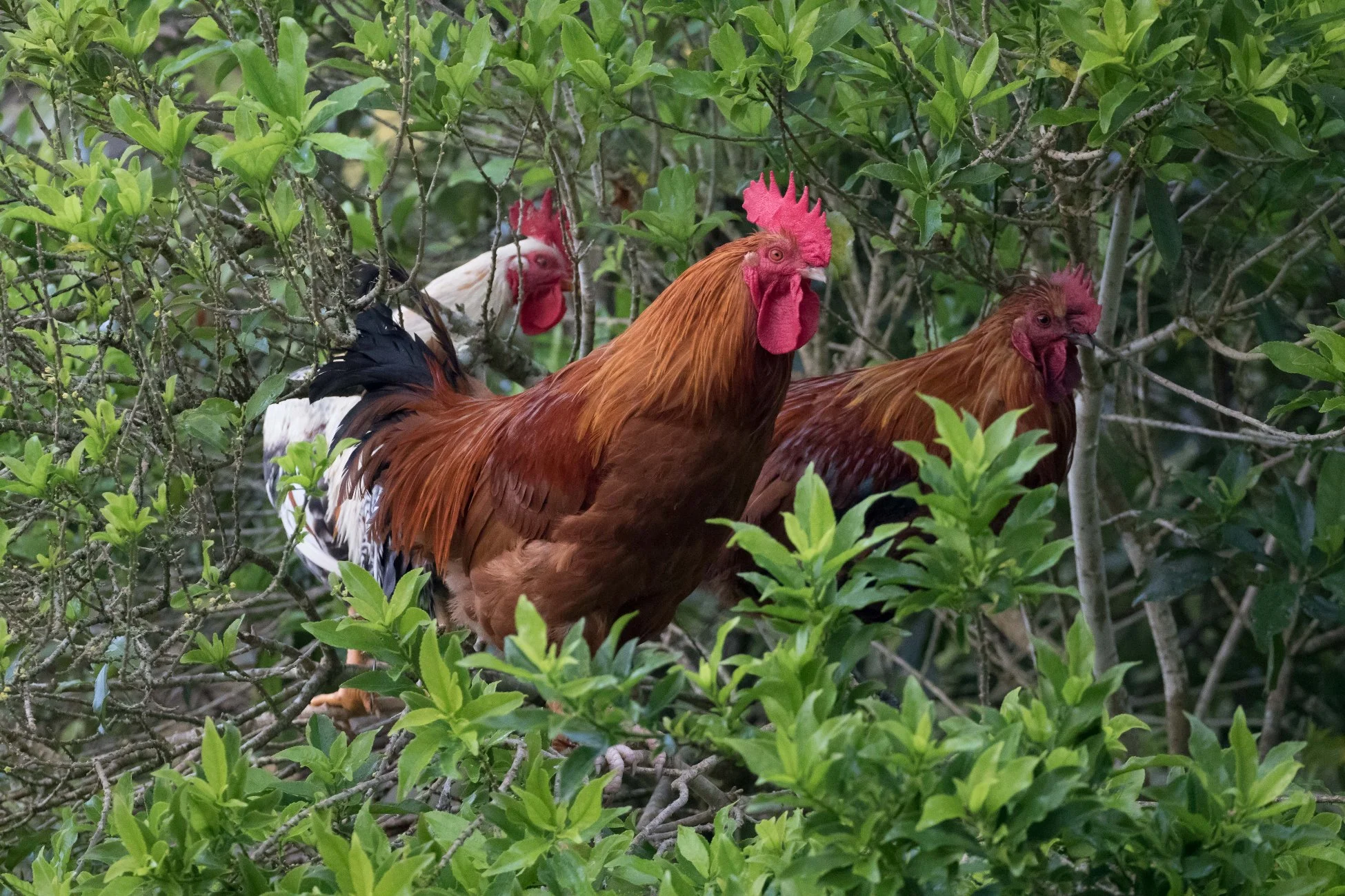 Kerikeri Basin,Chooks in Trees,d-3504.jpg