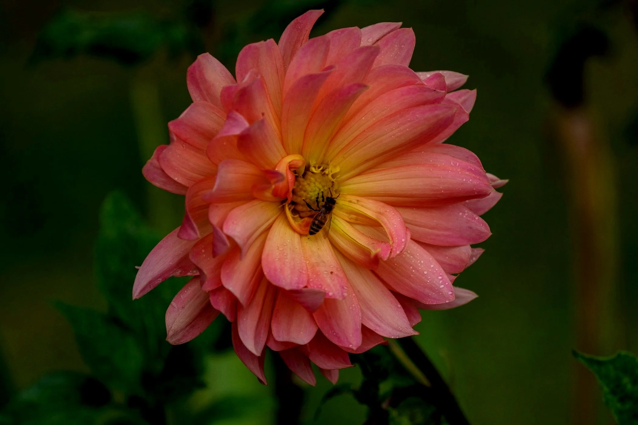 Kerikeri Basin,Dahlia,d-3556.jpg