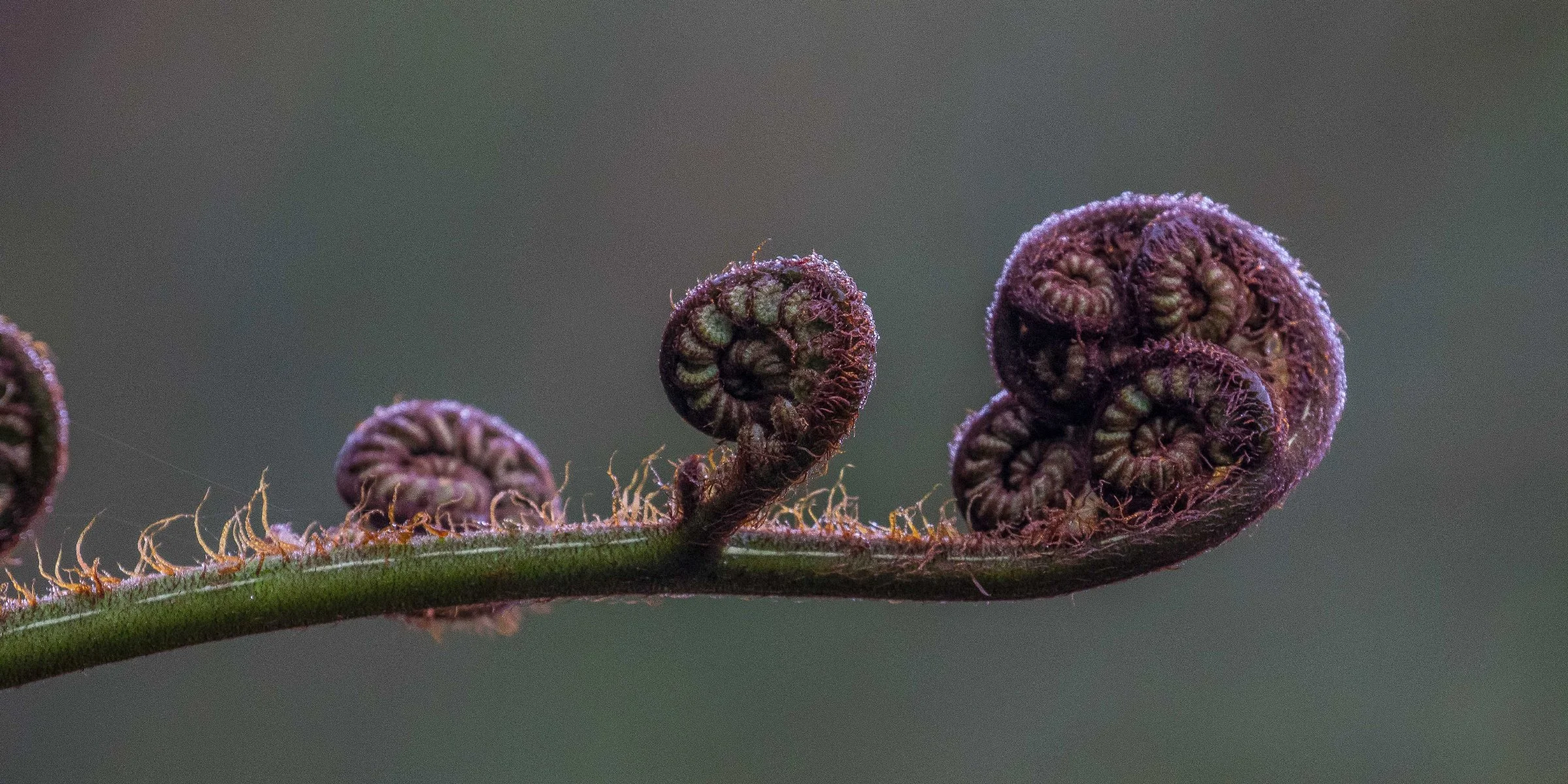 Kerikeri Basin,Koru,d-3519.jpg