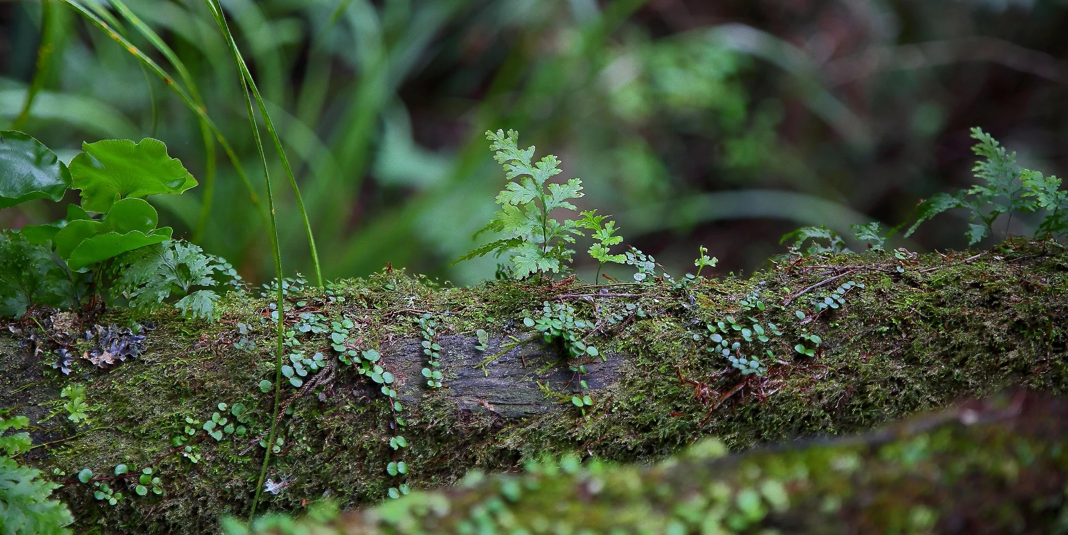 Puketi Forest,d-040.jpg