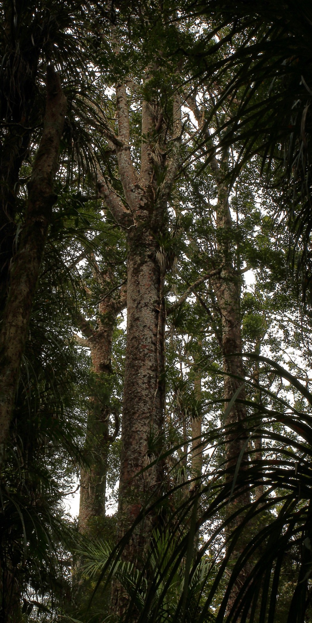 Puketi Forest,d072,-.jpg