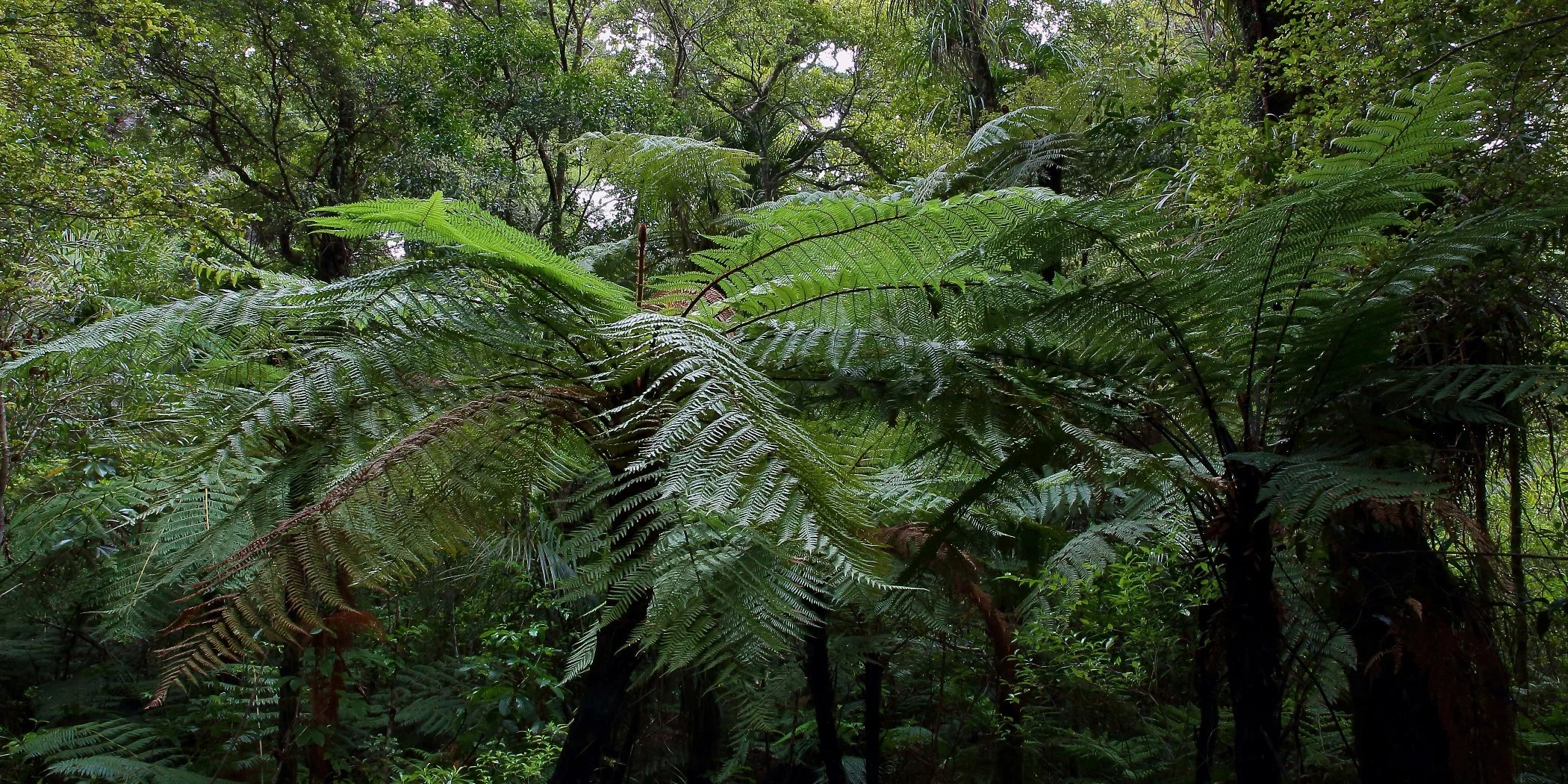 Puketi Forest,d115,-.jpg