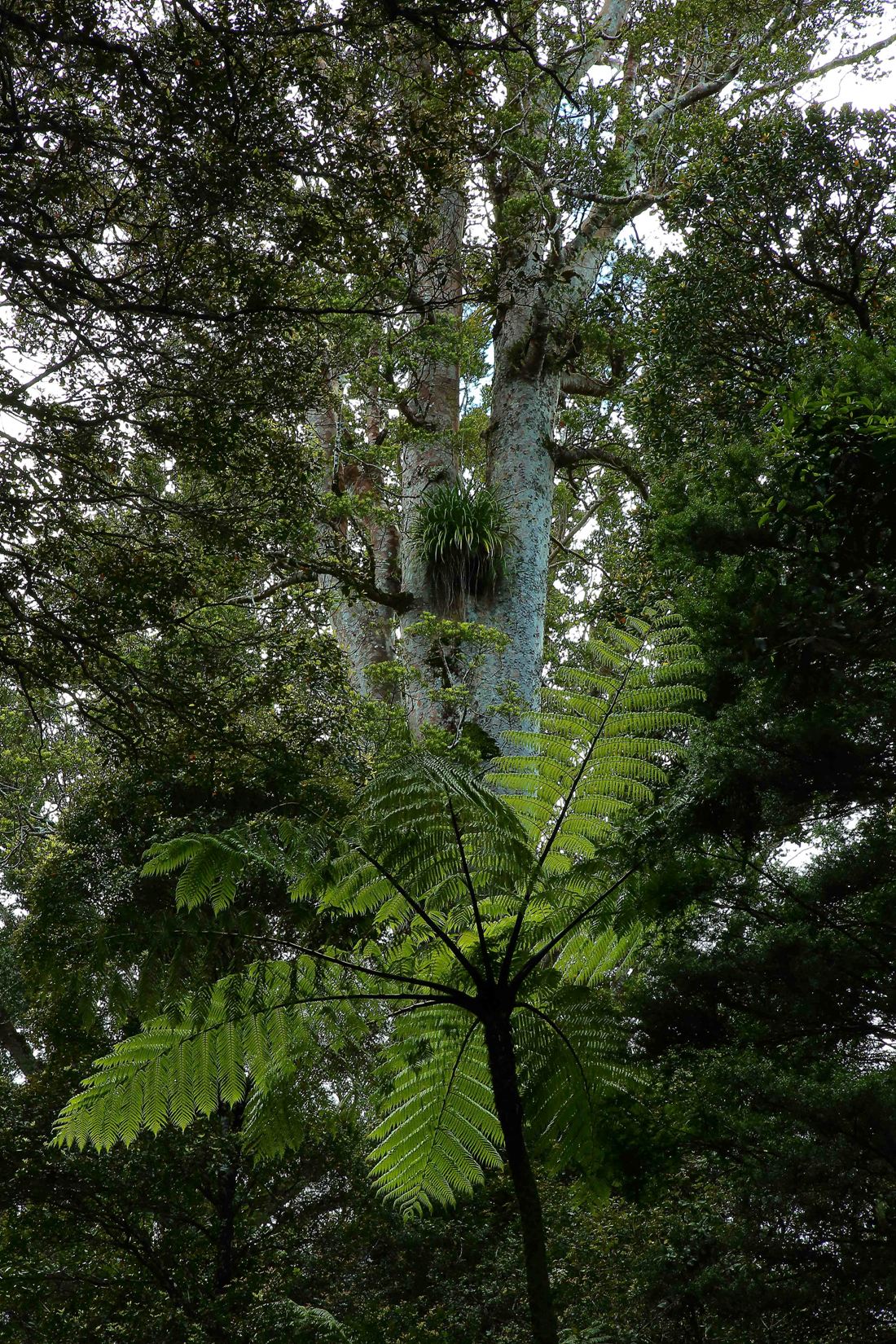 Puketi Forest,d-129.jpg