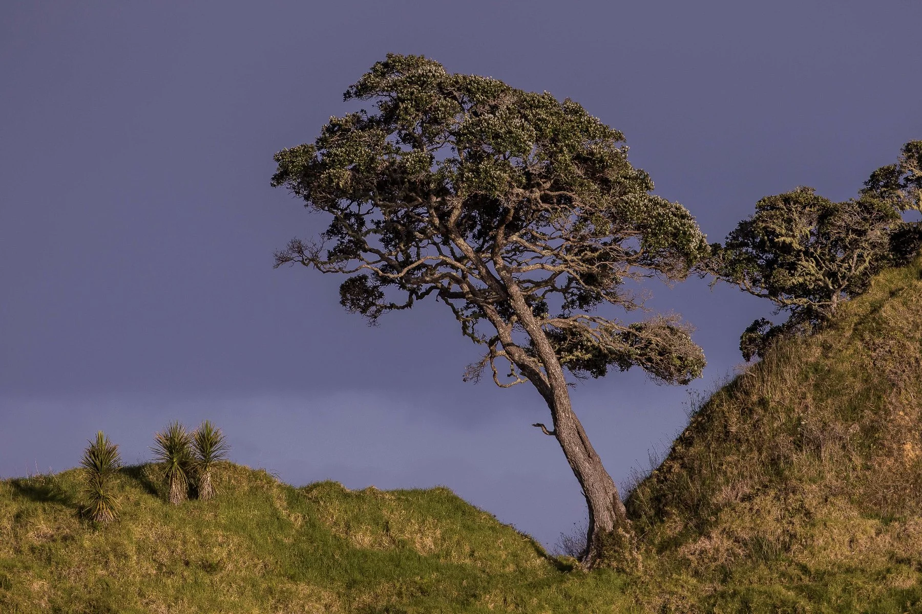 Coopers Beach,d-157.jpg