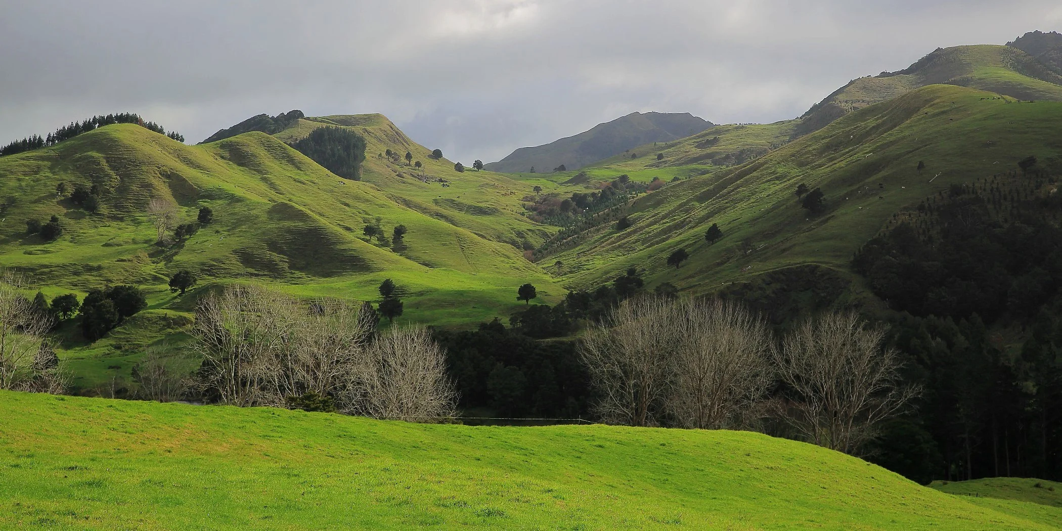 Kaipara farmland,d116,-.jpg