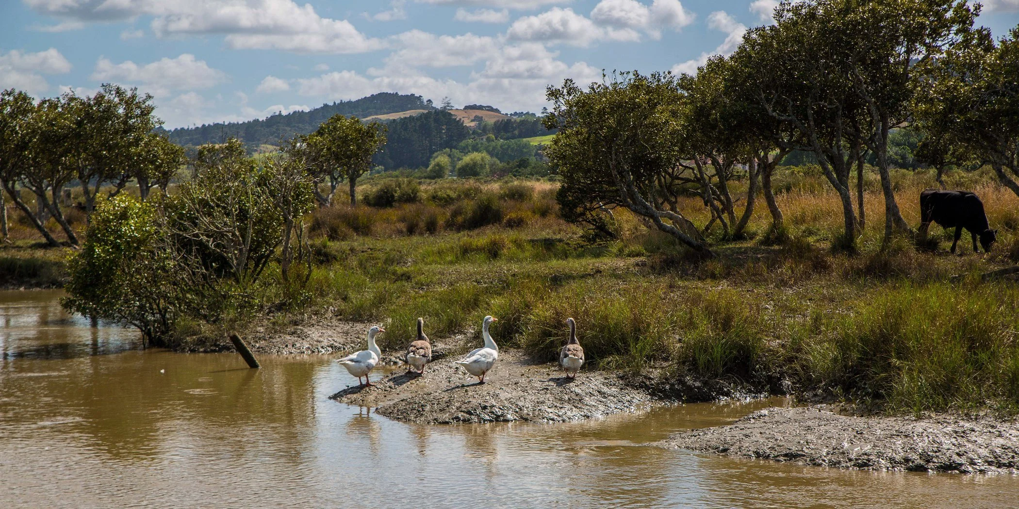 Kaipara River,d-318.jpg