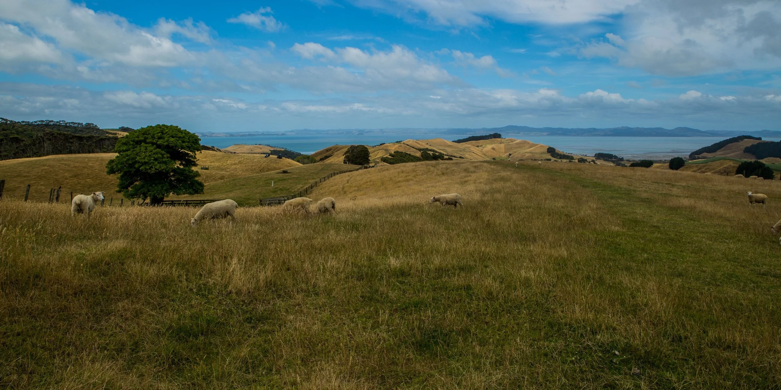 Te Rau Puriri,-2900d.jpg
