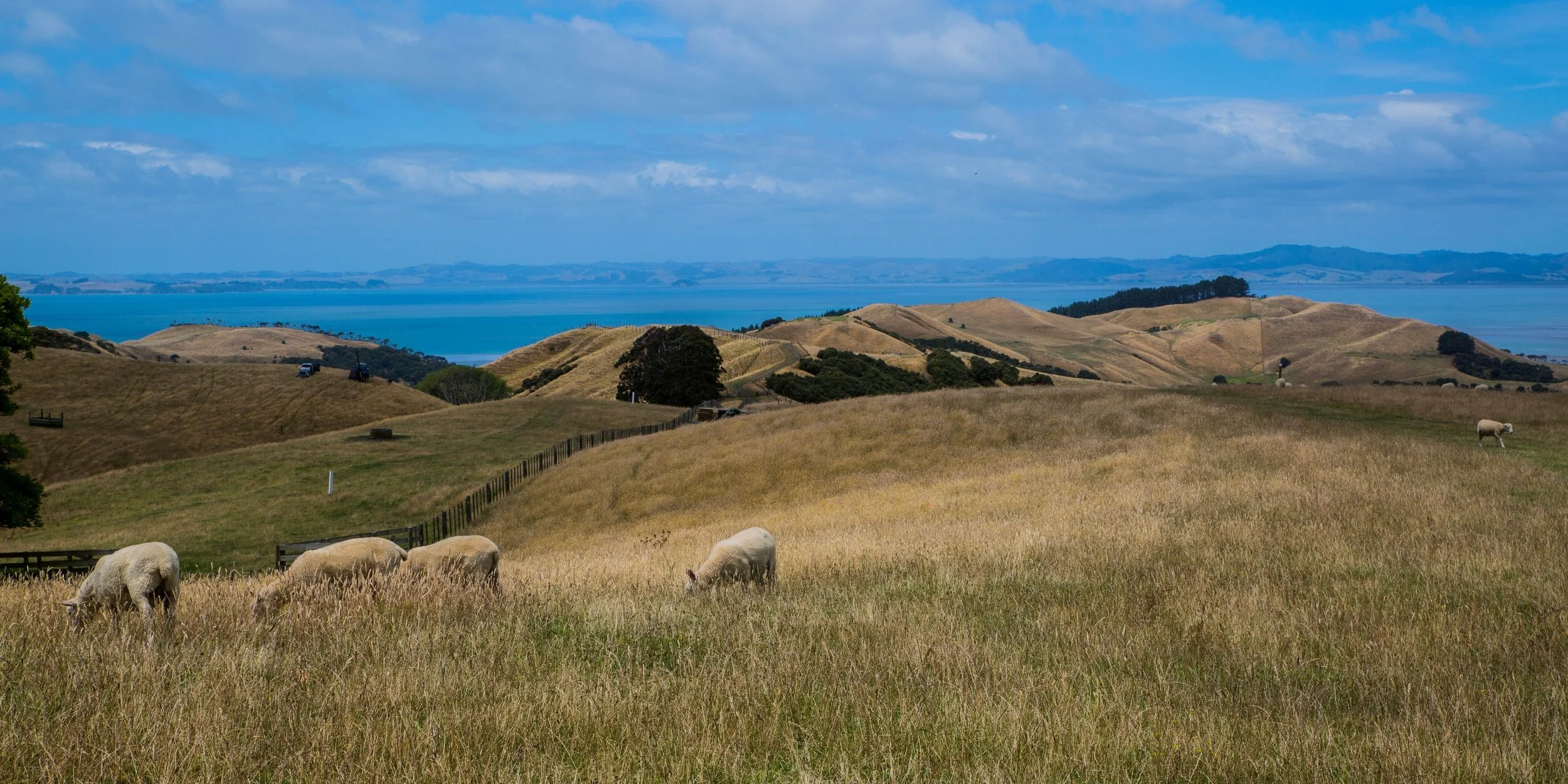 Te Rau Puriri,-2901d.jpg