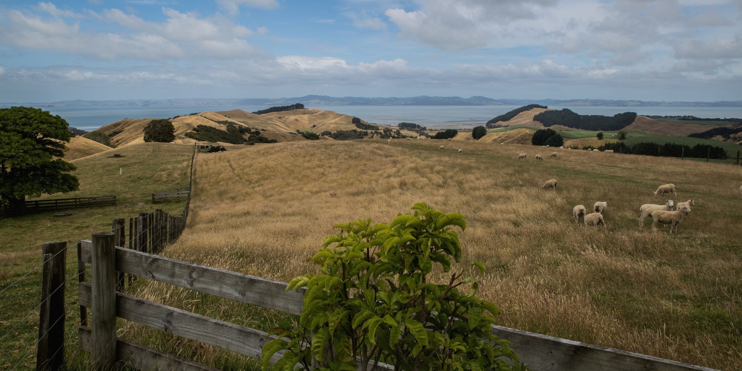 Te Rau Puriri,-2905d.jpg