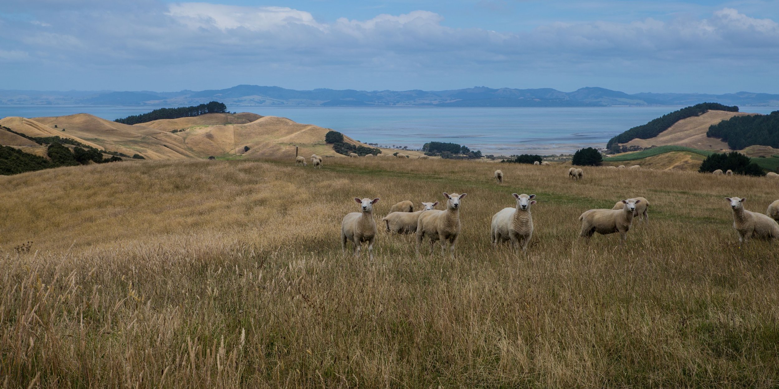 Te Rau Puriri,-2906d.jpg