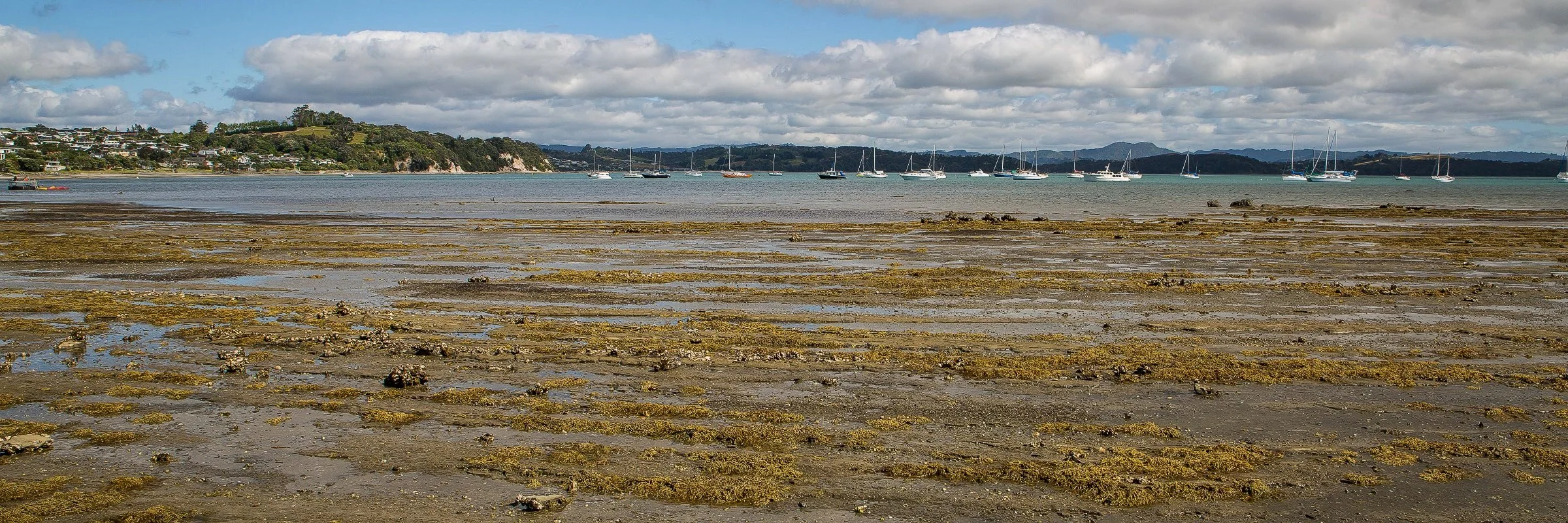 Algies Bay,d-104.jpg