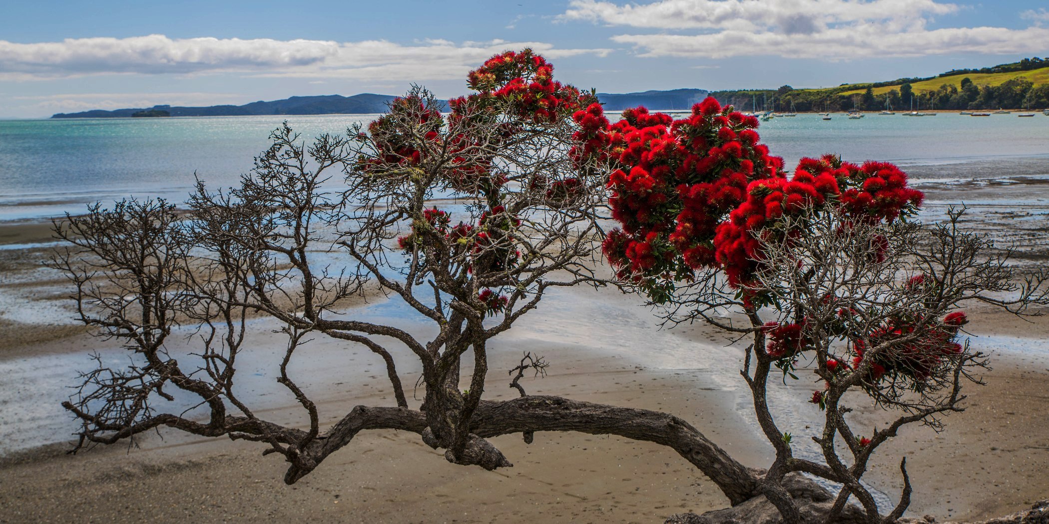 Algies Bay,d-119.jpg