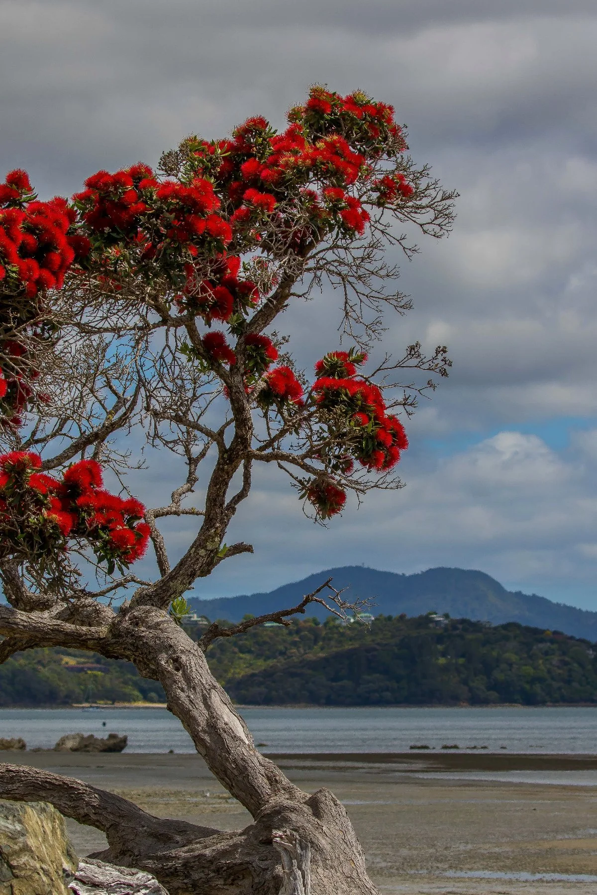 Algies Bay,d-207.jpg