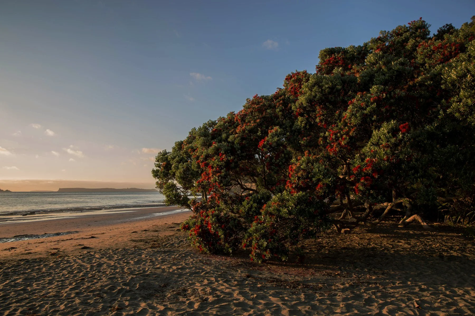 Martins bay,d-003.jpg