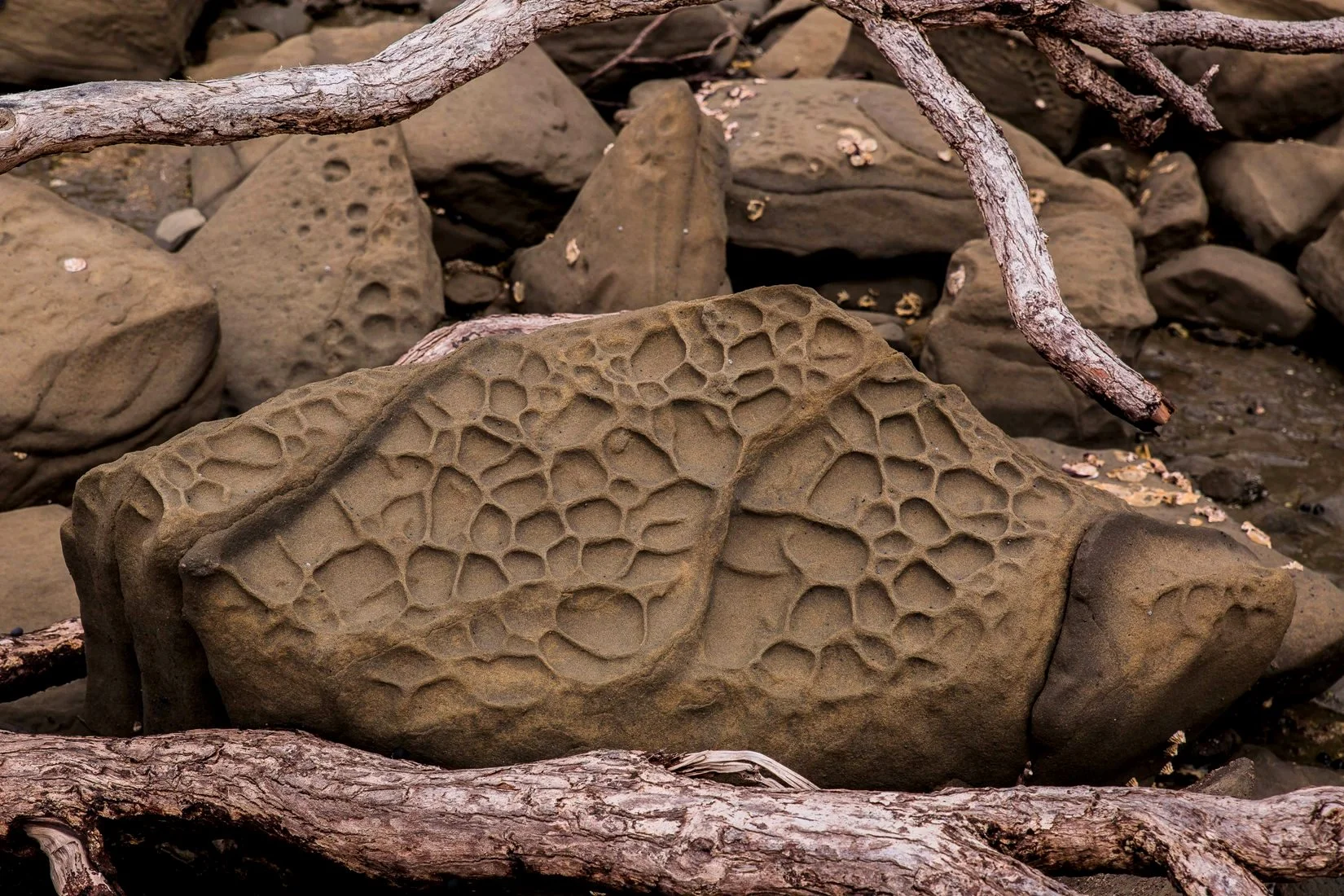 Martins Bay,d-078.jpg