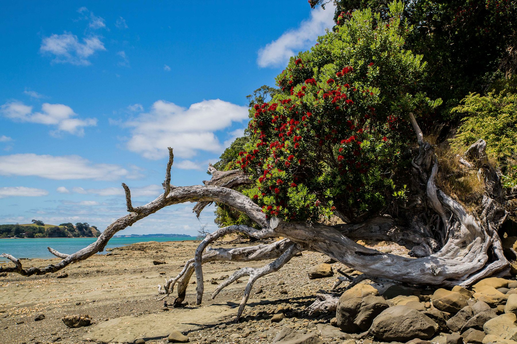 Scotts Landing,Casnell Island,-156.JPG
