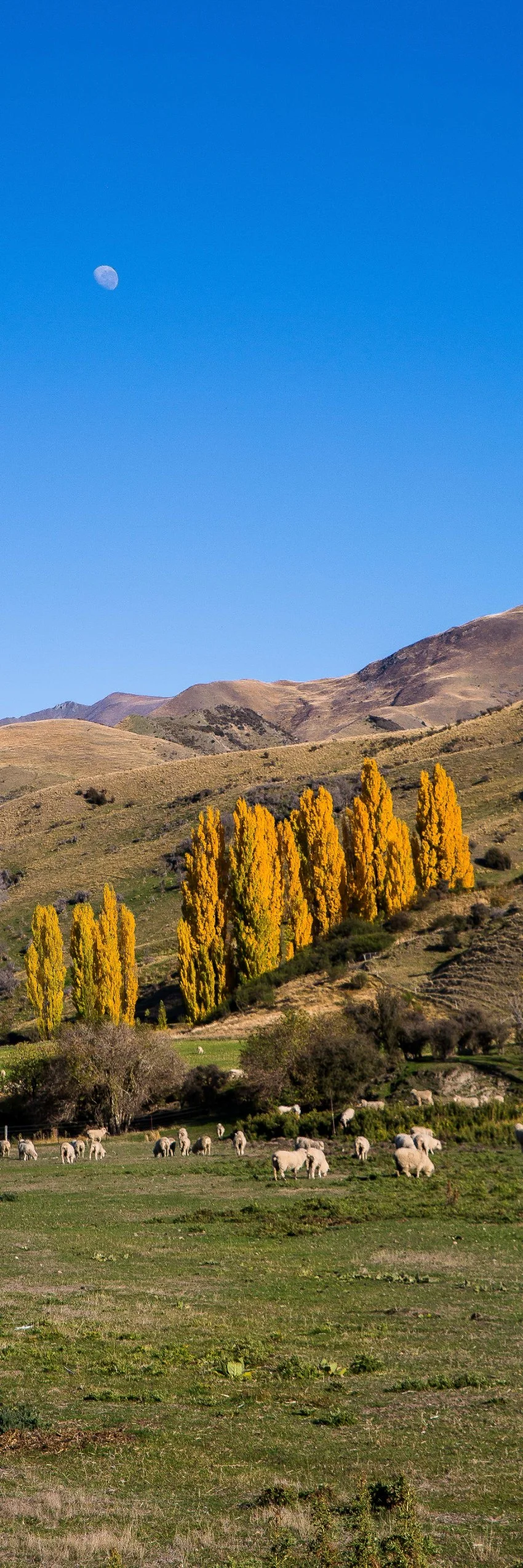 Lake Wanaka,d-370.jpg