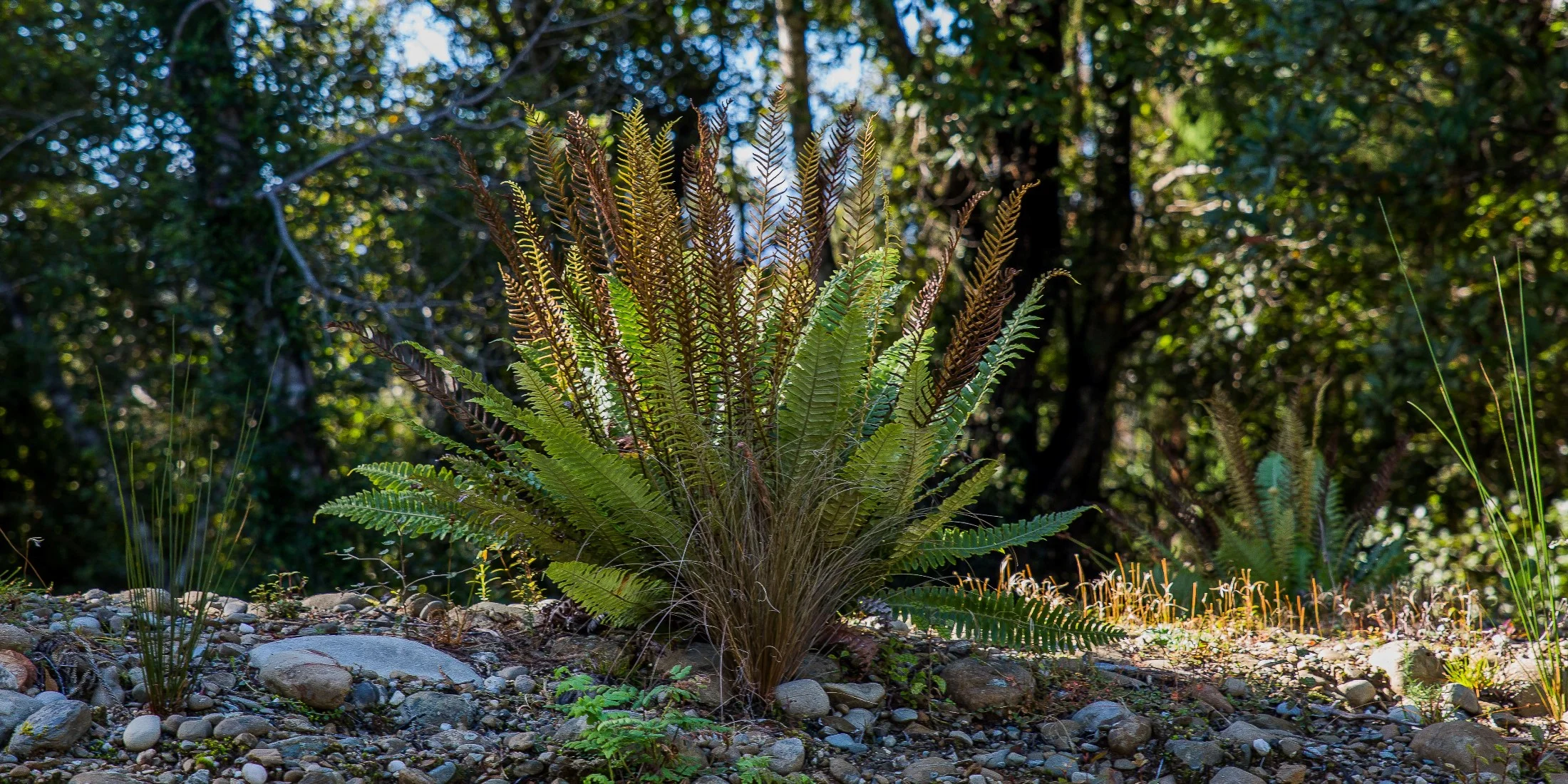 West Coast Treetop Walkway,d-1446.jpg