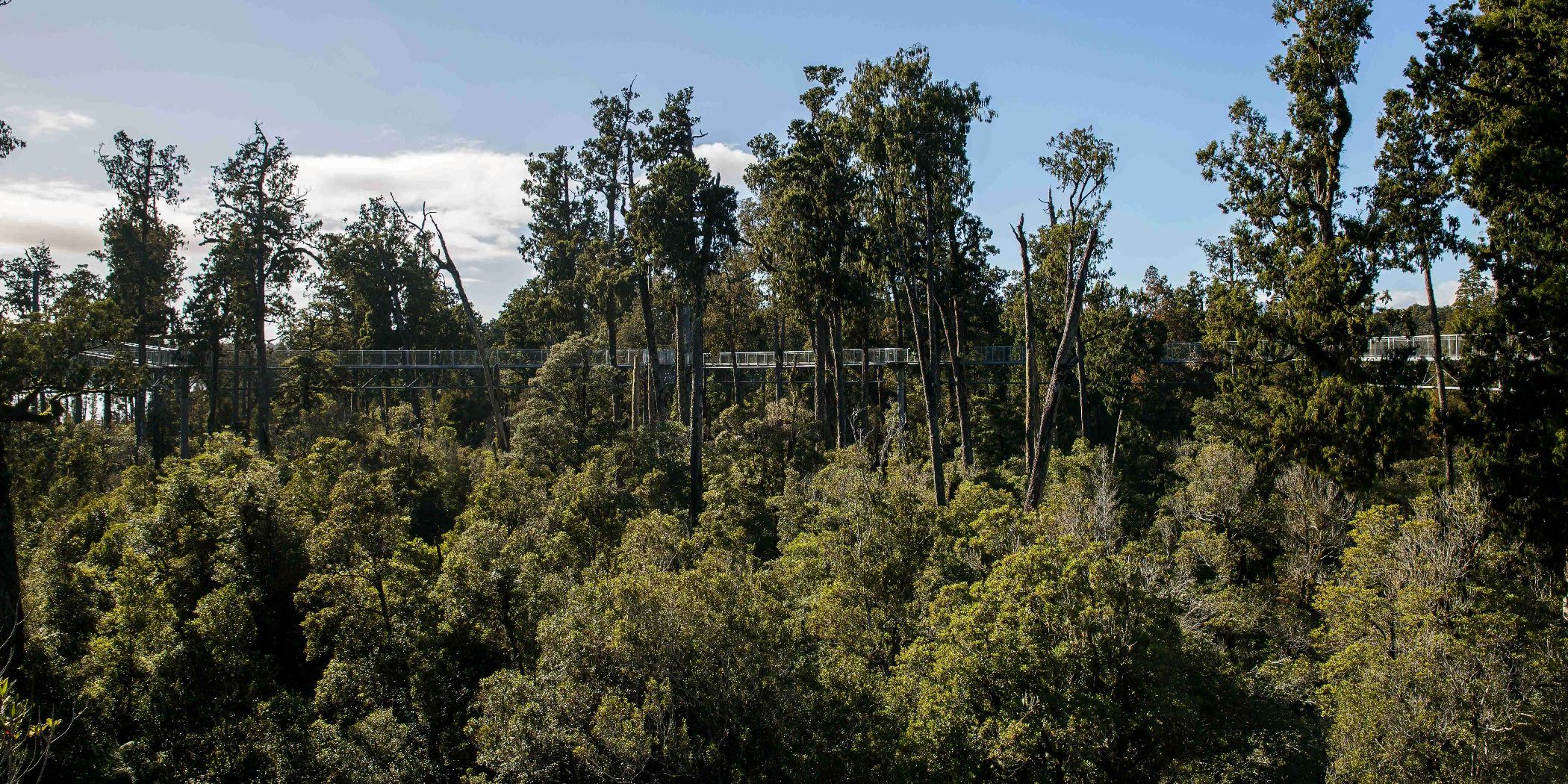 West Coast Treetop Walkway,d-1449.jpg