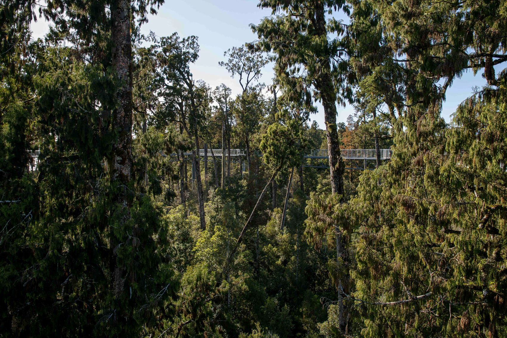 West Coast Treetop Walkway,d-1451.jpg