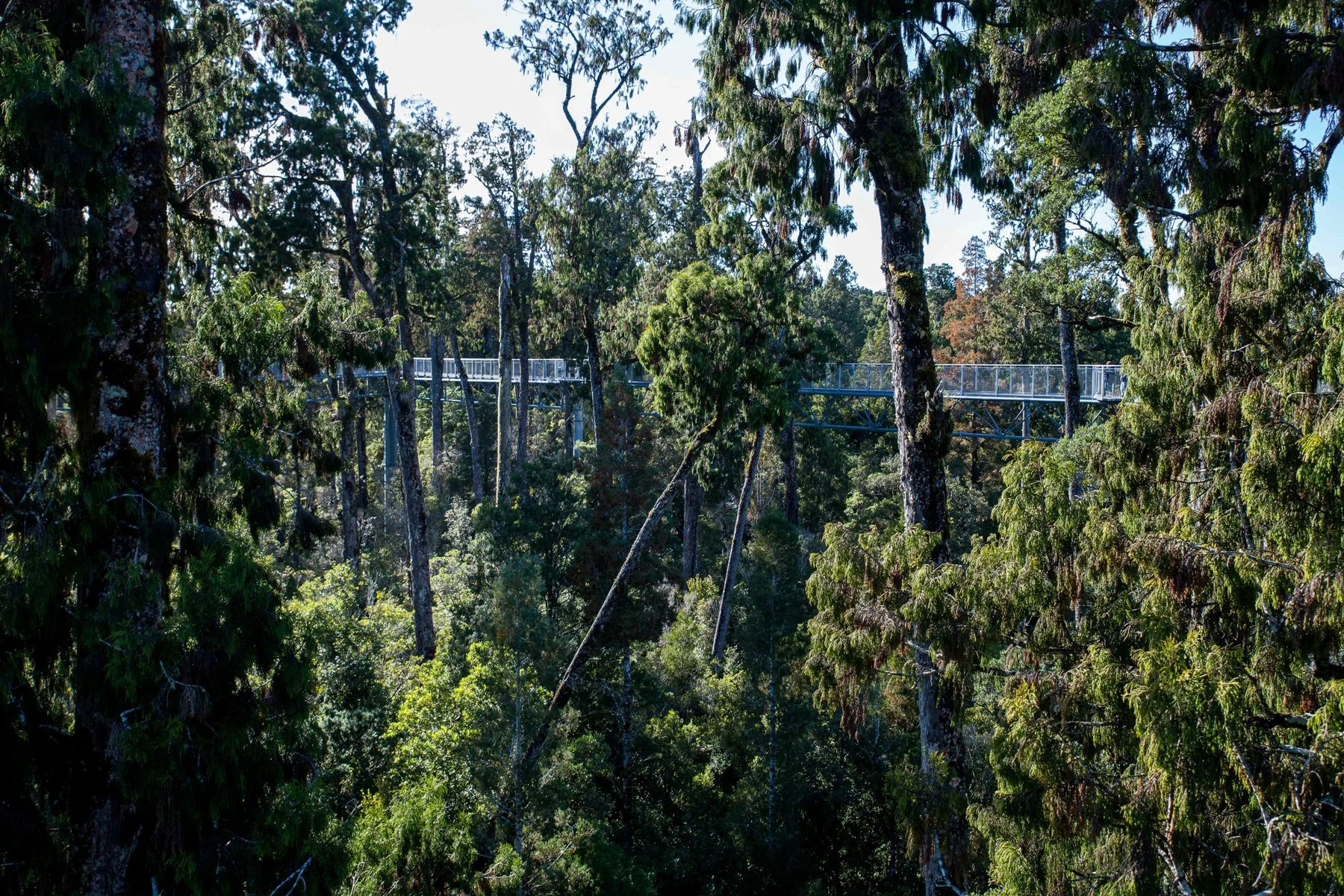 West Coast Treetop Walkway,d-1452.jpg