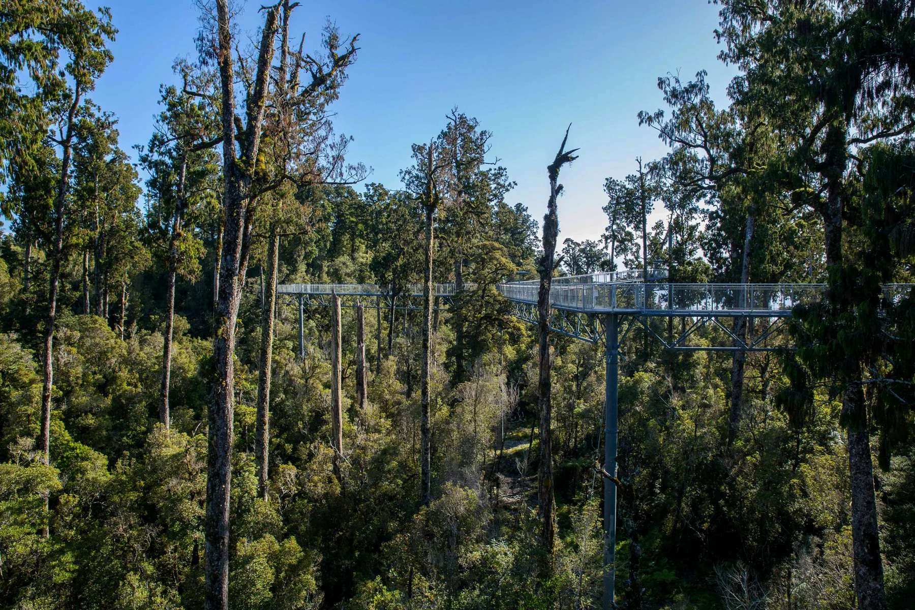 West Coast Treetop Walkway,d-1457.jpg