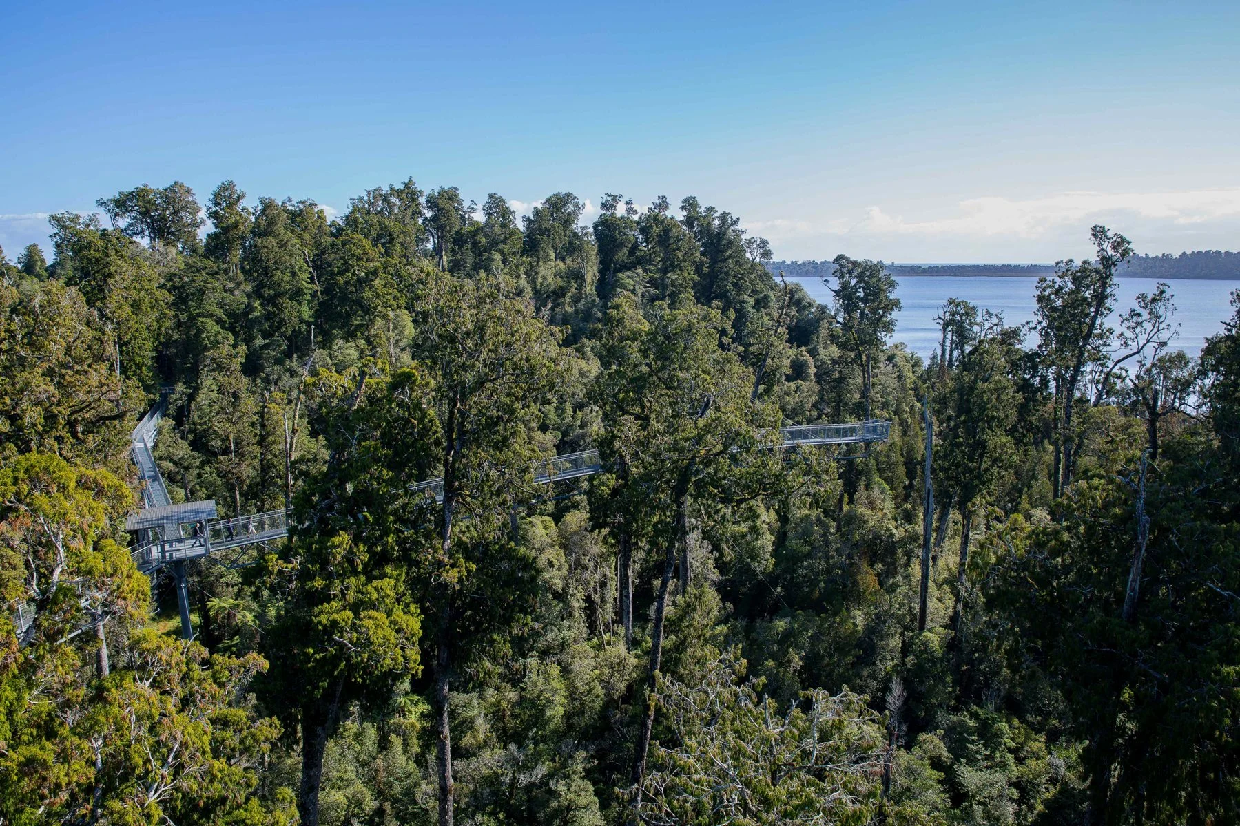 West Coast Treetop Walkway,d-1462.jpg