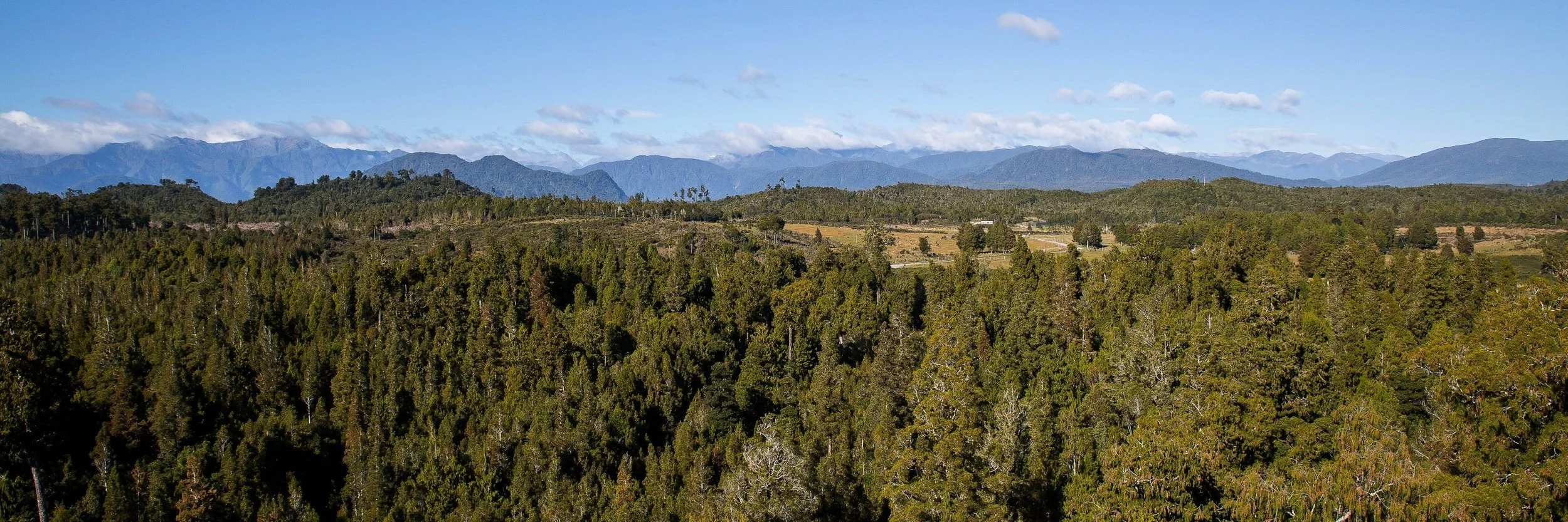West Coast Treetop Walkway,d-1460.jpg
