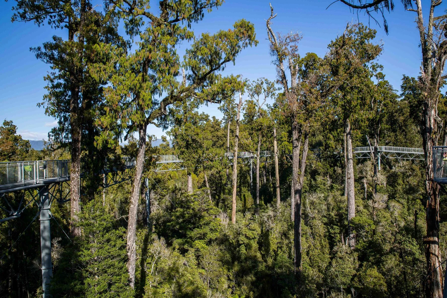 West Coast Treetop Walkway,d-1464.jpg