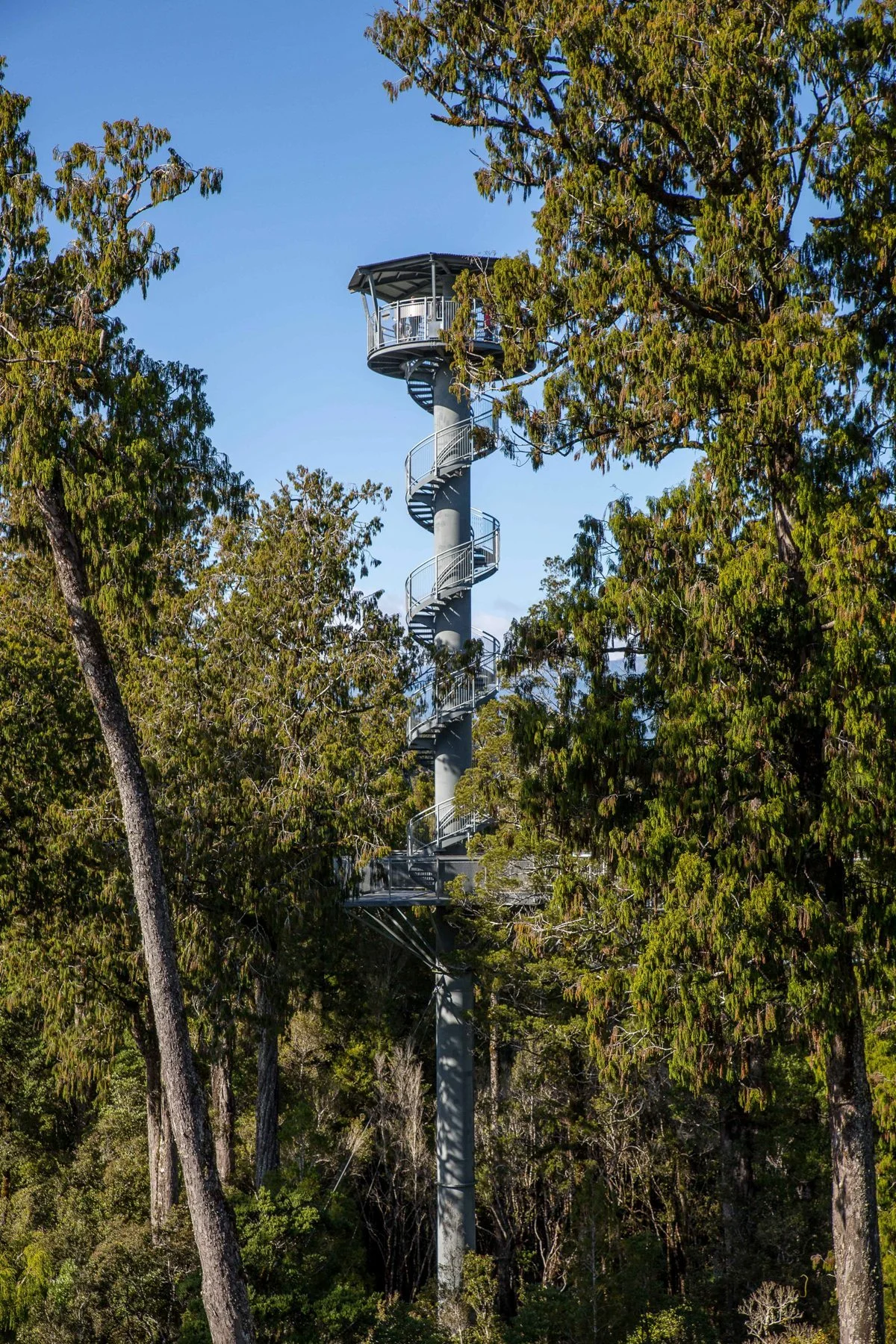 West Coast Treetop Walkway,d-1470.jpg